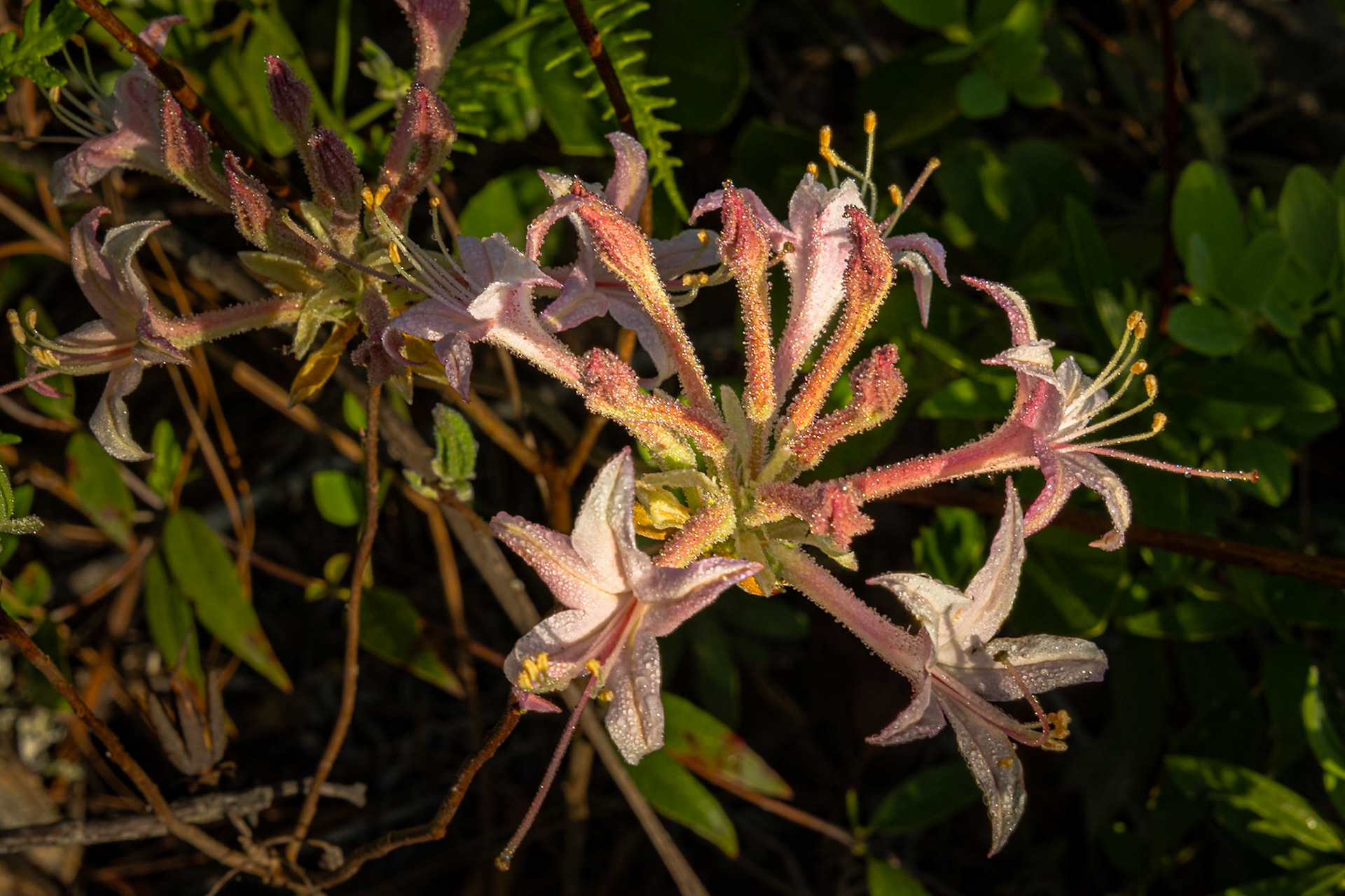 Dwarf azalea 2, Greater Green Swamp Area
