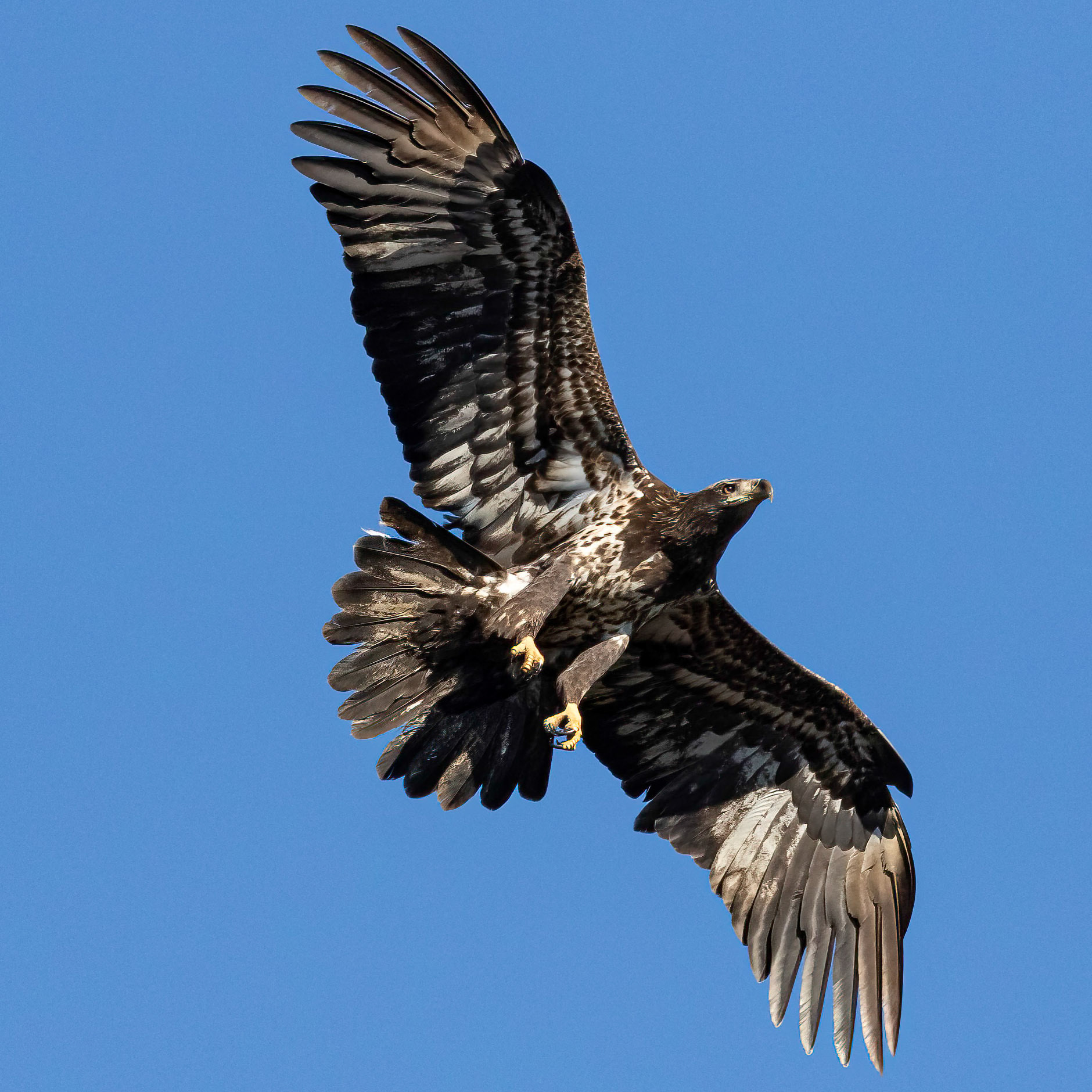Bald eagle 11, Juvenile, Huntington Beach SC