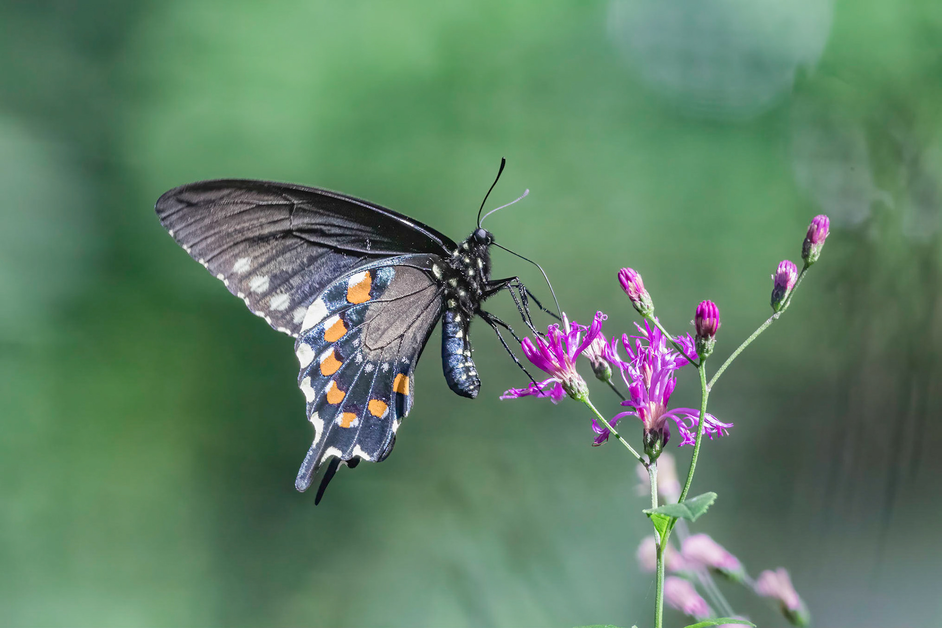 Pipevine swallowtail 1, Airlie Gardens