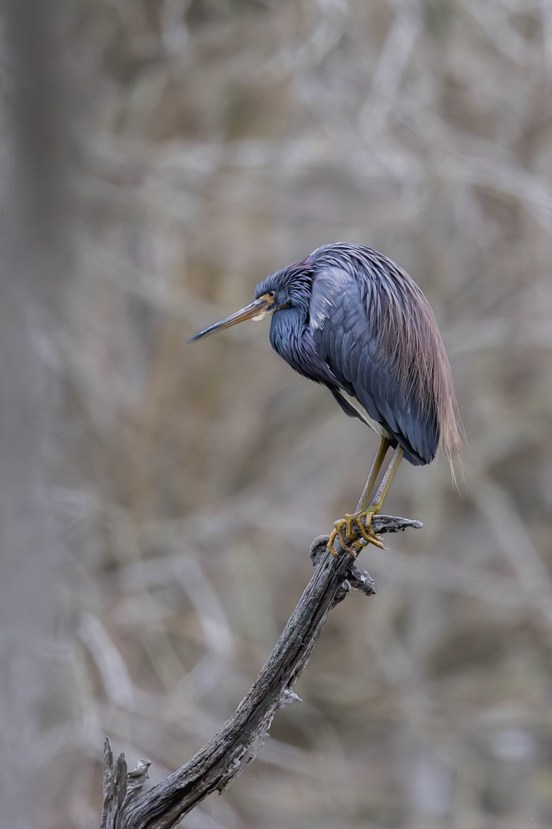 Tricolor heron 37, Magnolia Cemetery