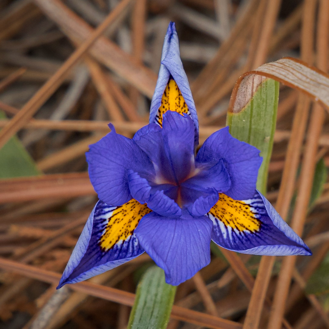 Dwarf Iris 1, Green Swamp Preserve