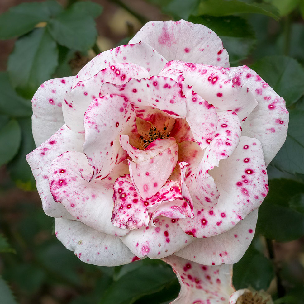 Rose 20, Brunswick County Botanical Gardens