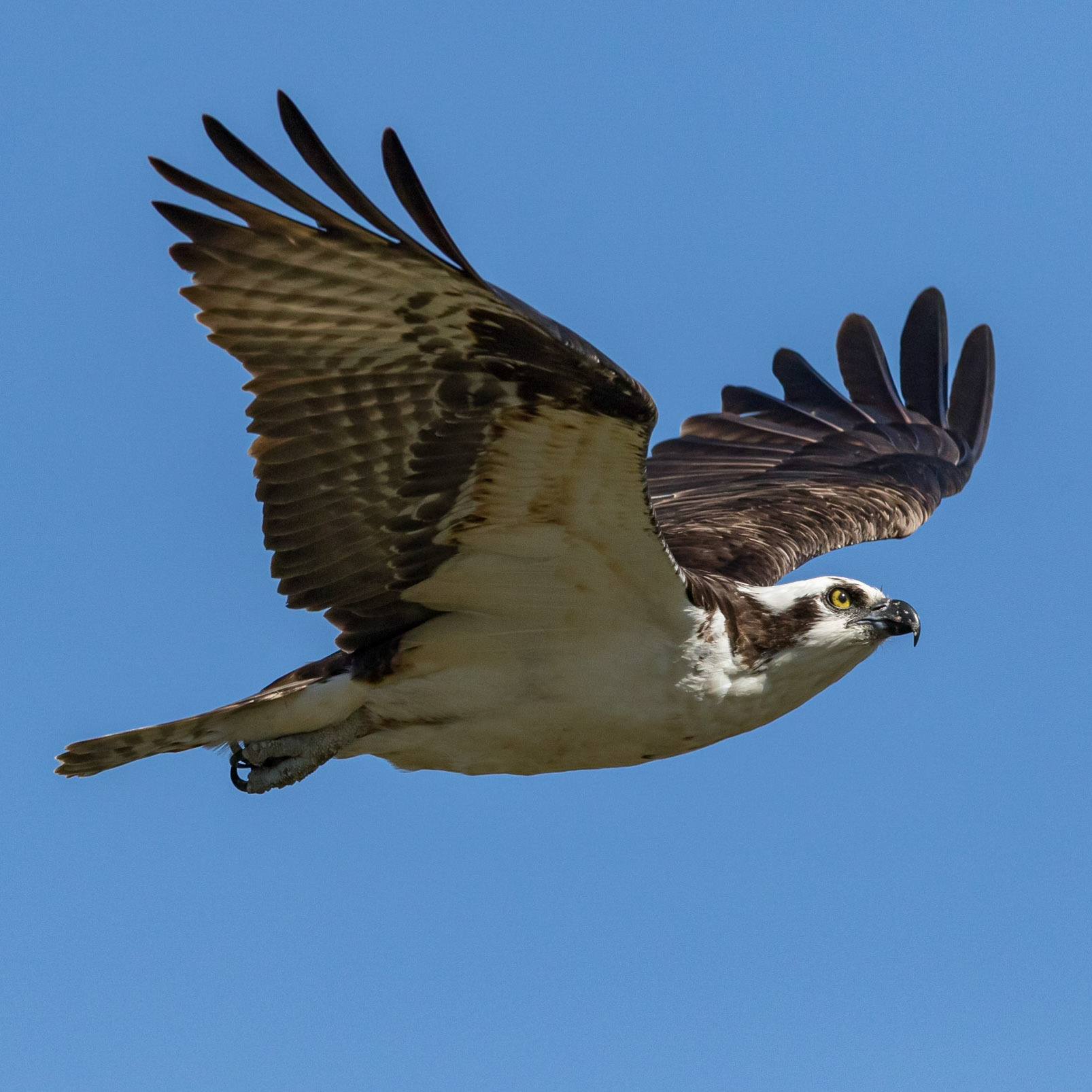 Osprey 78, platforms, Sea Trail