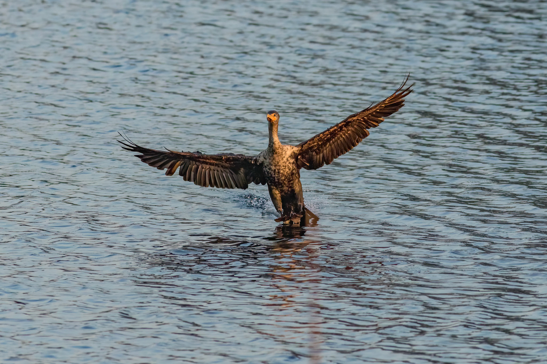 Cormorant 10, Carl Bazemore bird platform, Sunset BEach, NC