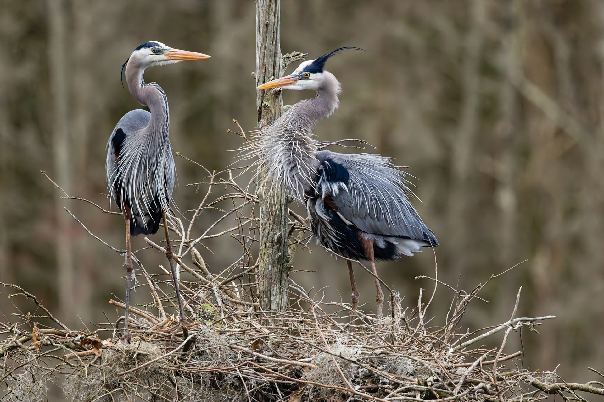 Great blue heron 86, Magnolia Plantation Audubon Swamp Garden