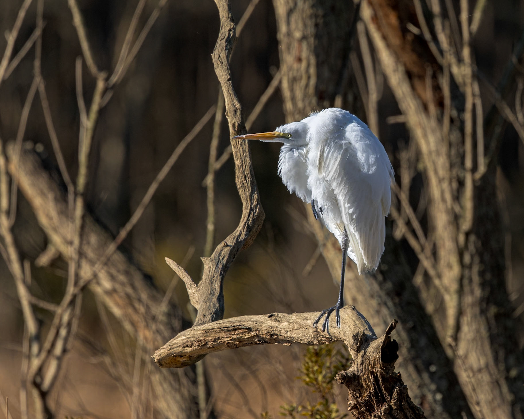 Great Egret 51, Huntington Beach State Park, SC