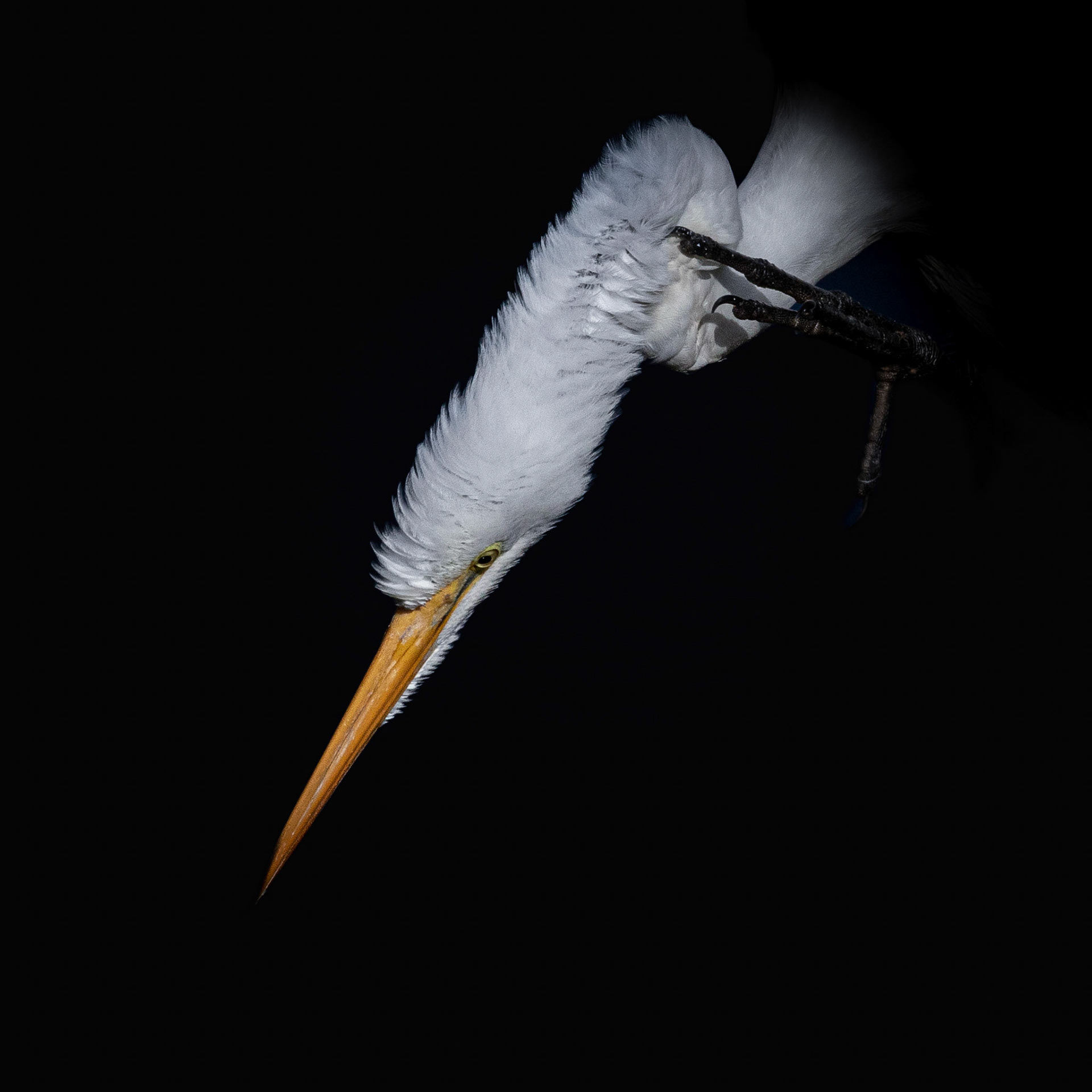 Low key great egret 4, Carl Bazemore bird platform, Sunset Beach, NC