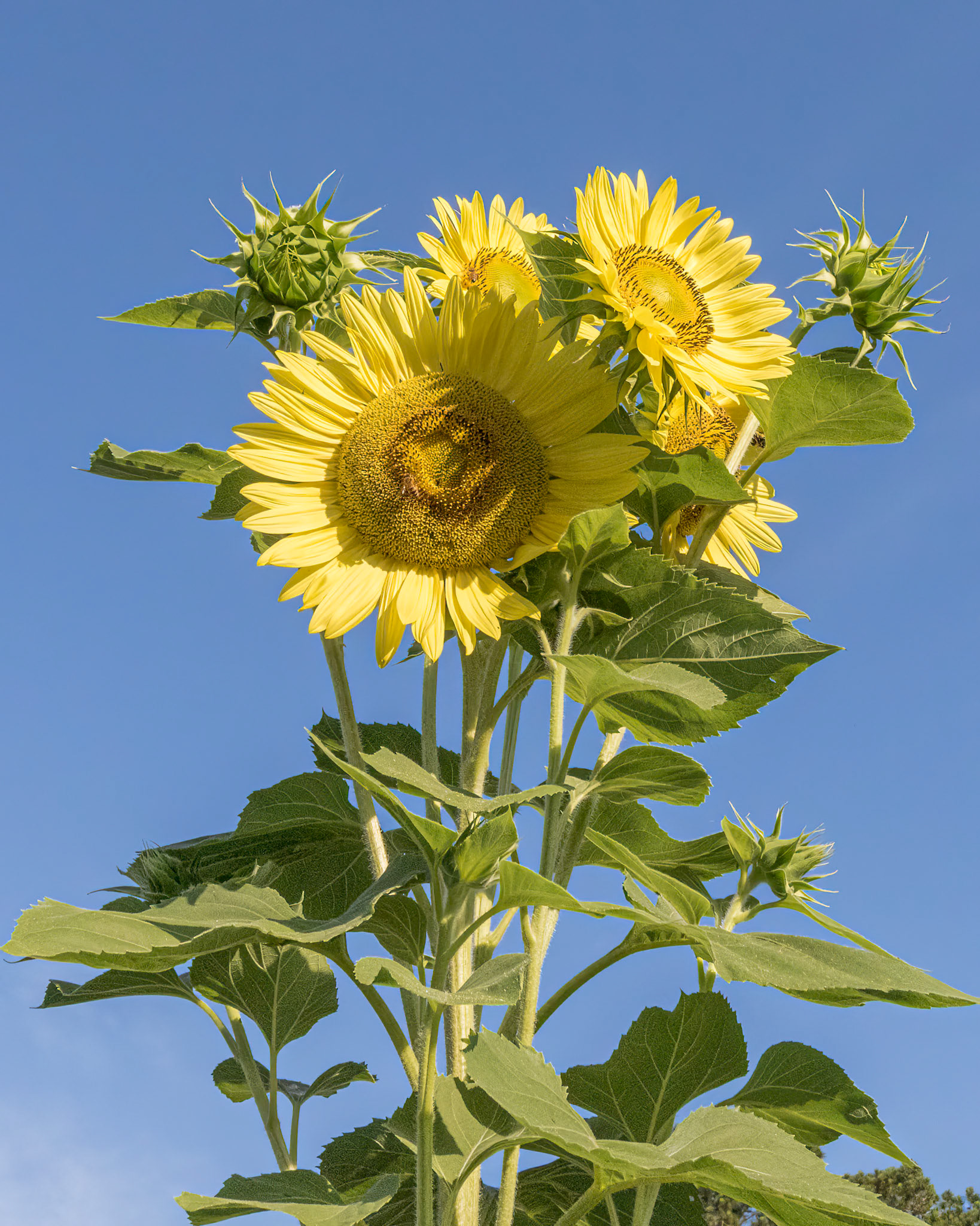 Sunflower 13, Brunswick County Botanical Garden