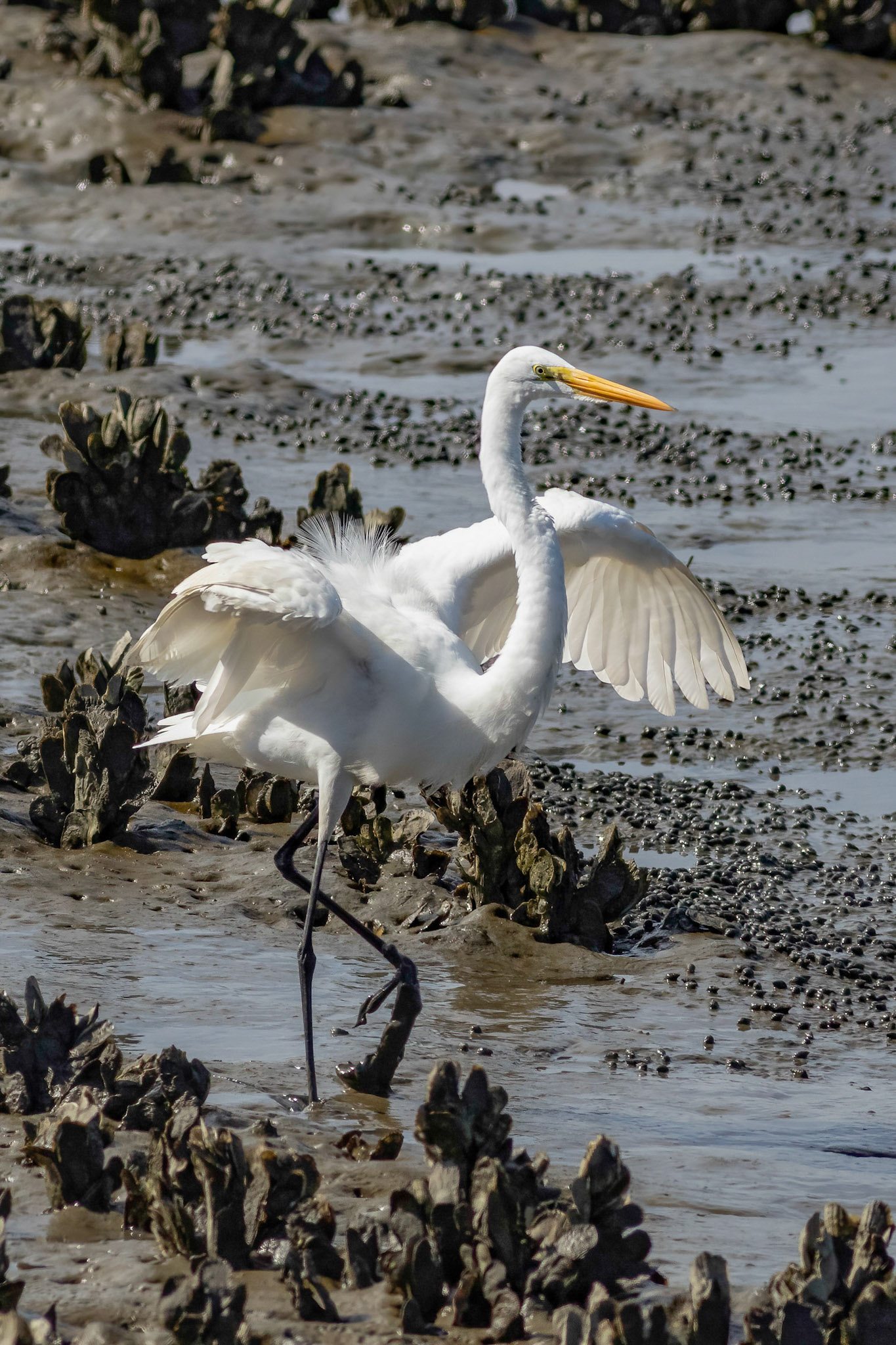 Great Egret 24, OIB, Gazebo behind chapel