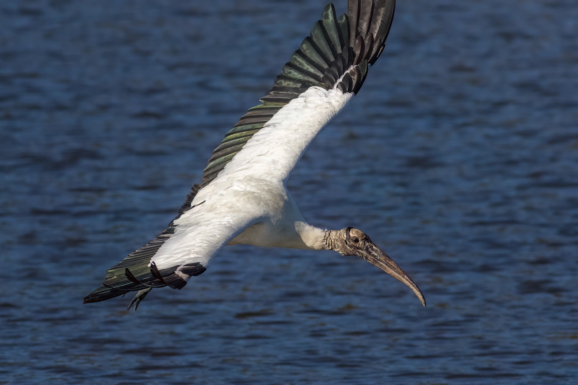 Woodstork 9, Huntington Beach State Park, SC