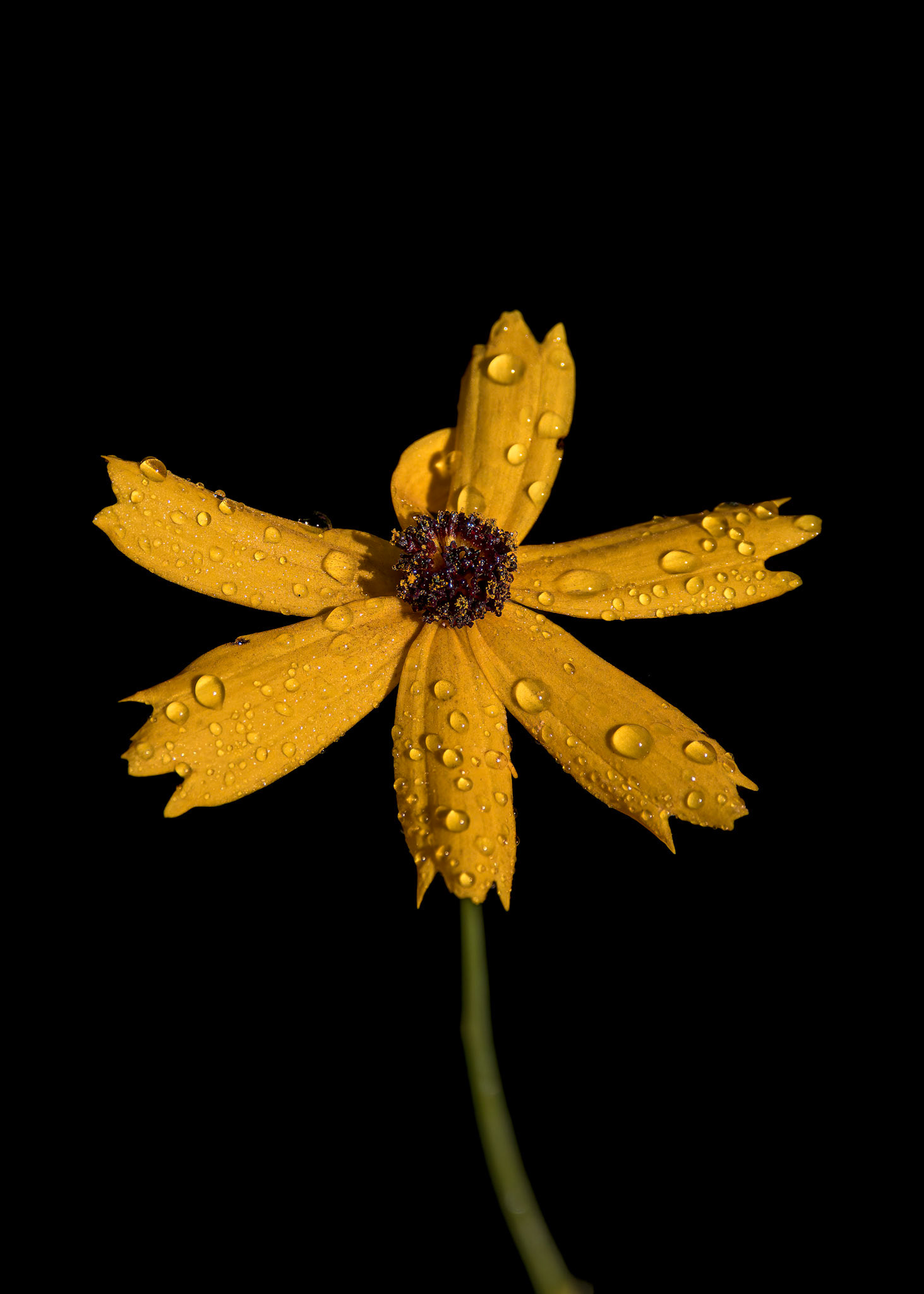Coreopsis 2, Green Swamp Preserve