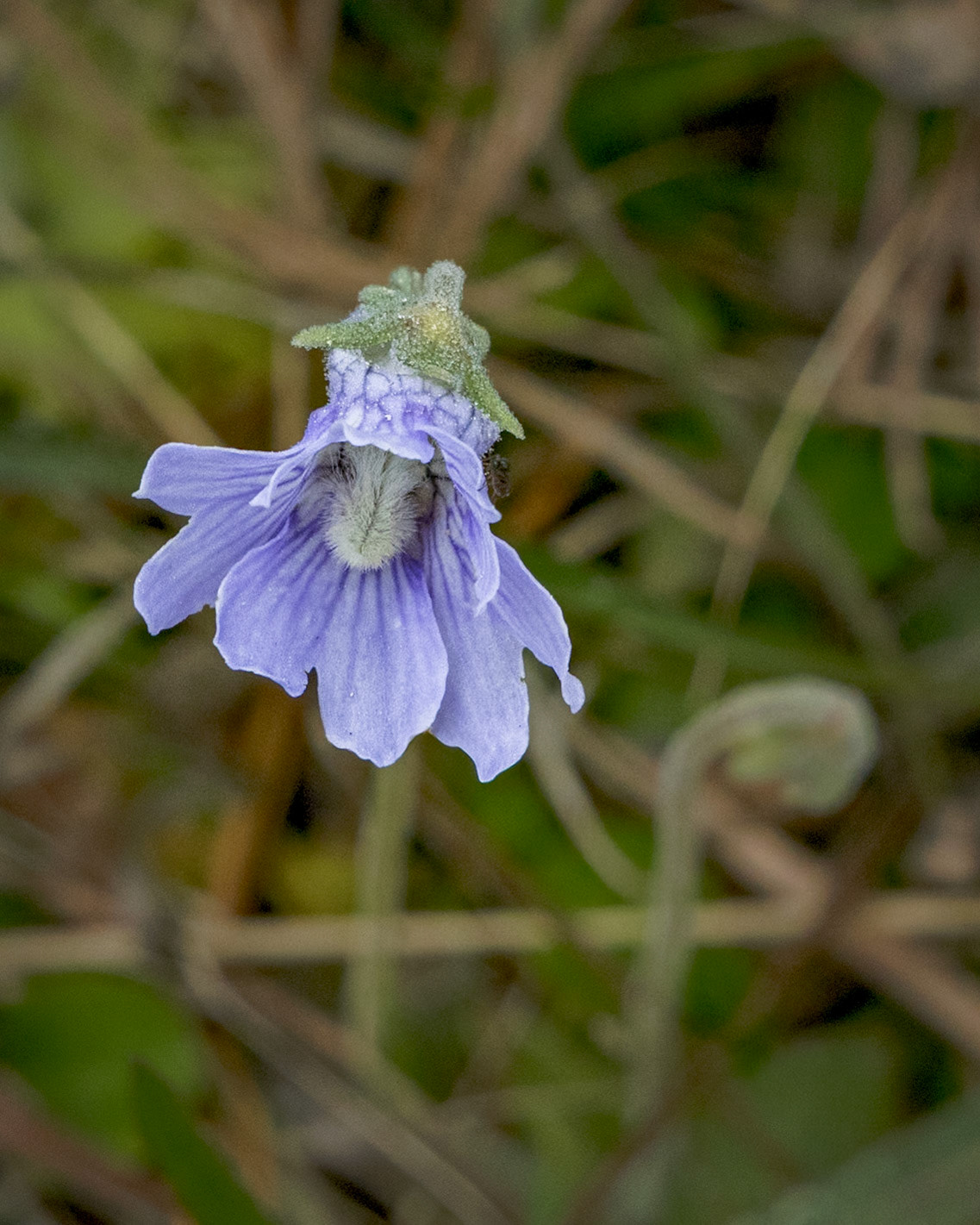 Violet butterwort 4, Green Swamp Preserve