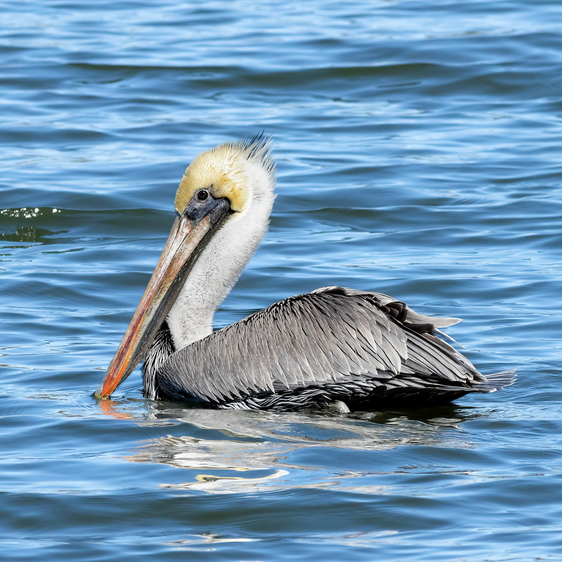 Pelican 59, Oyster Bay/Twin Lakes