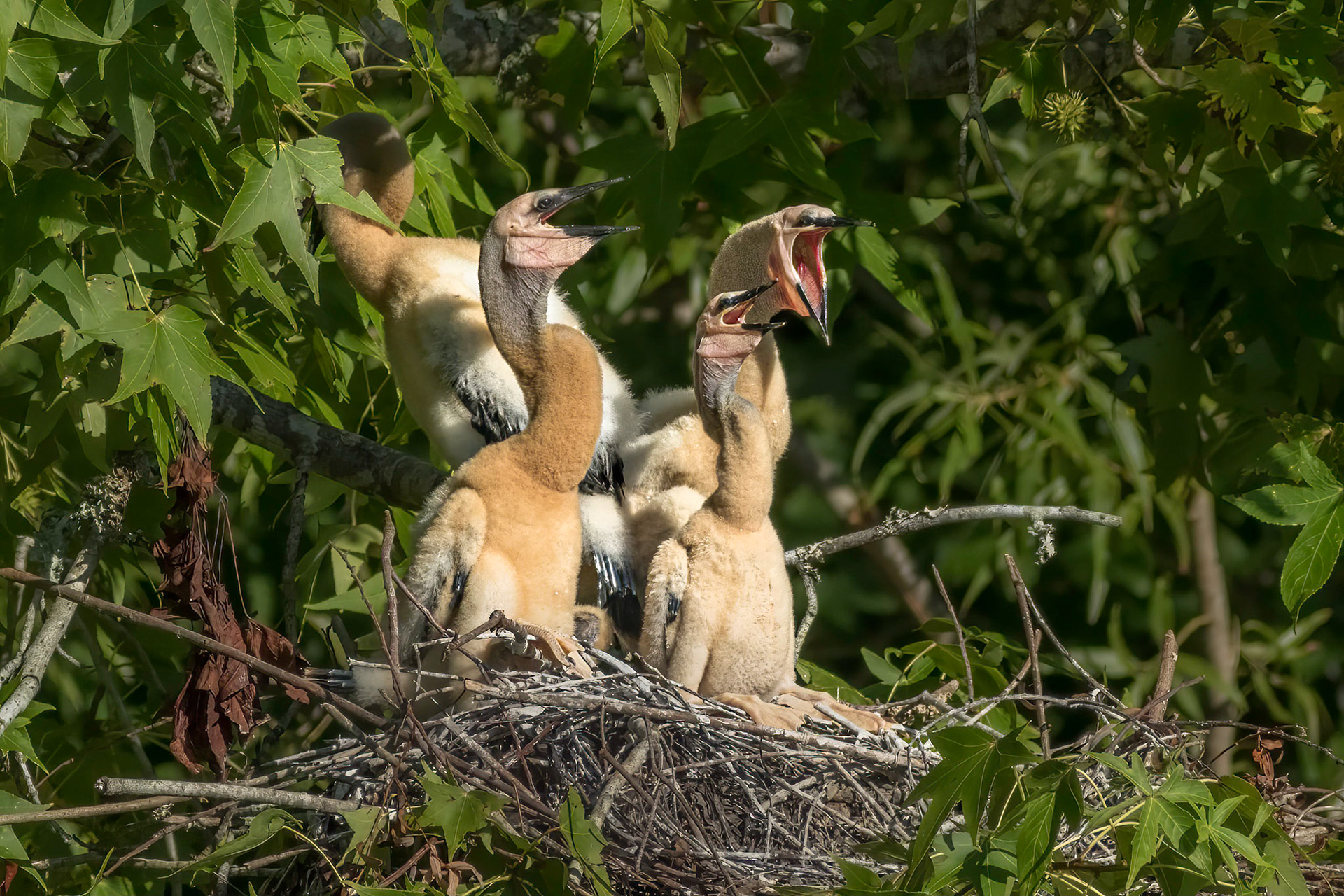 Anhinga nest 11, Sea Trail, Week of July 18, Nest 1