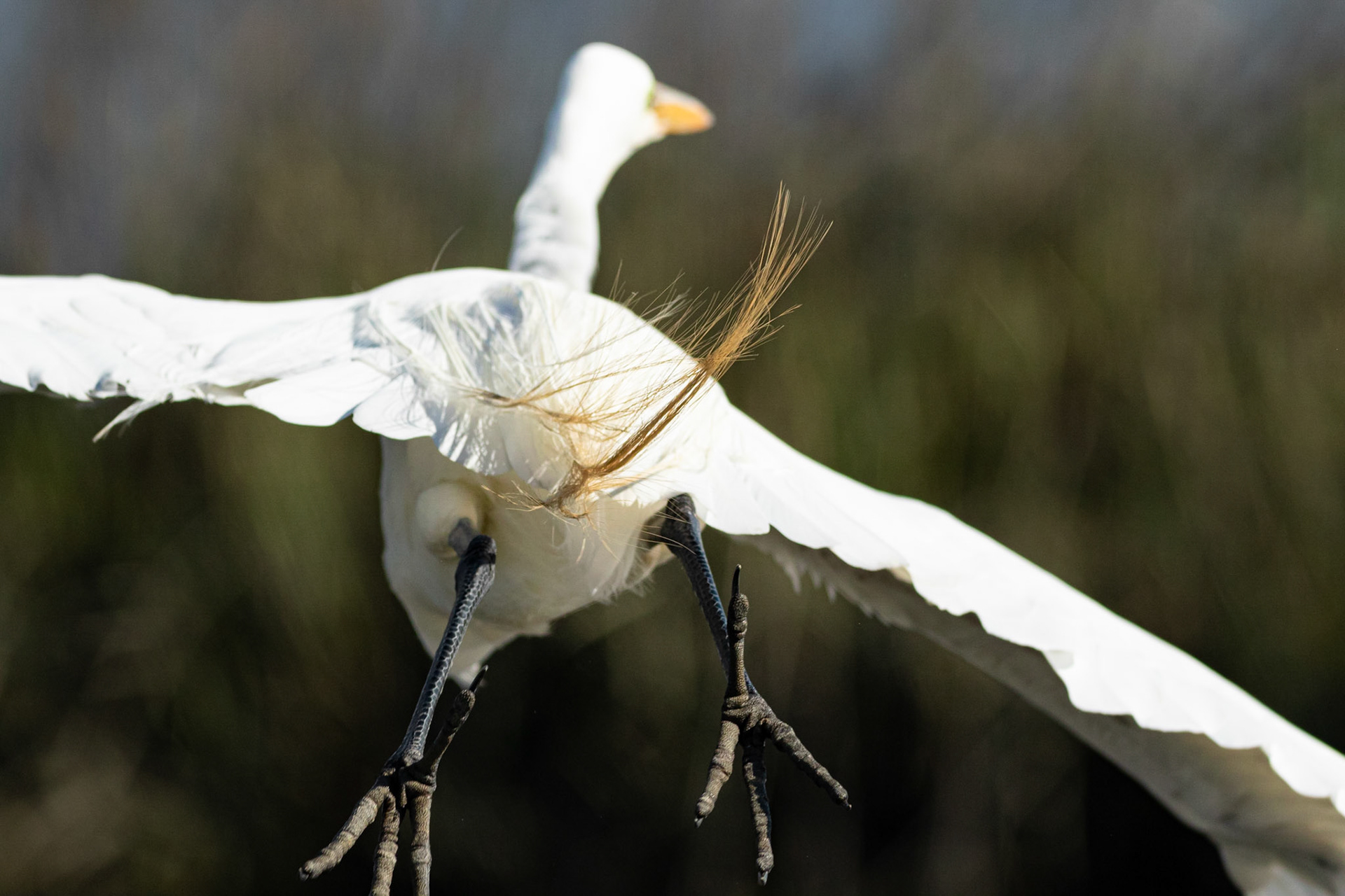 Great Egret 35, Huntinton Beach SC