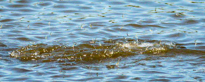 Feeding Frenzy, OIB Causeway Park