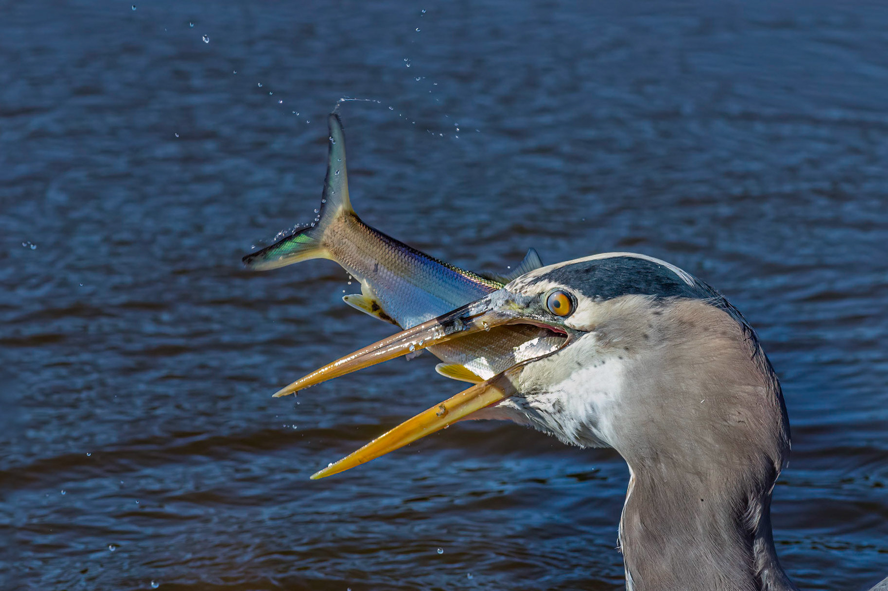 Great blue Heron 57, Huntington Beach State Park, SC