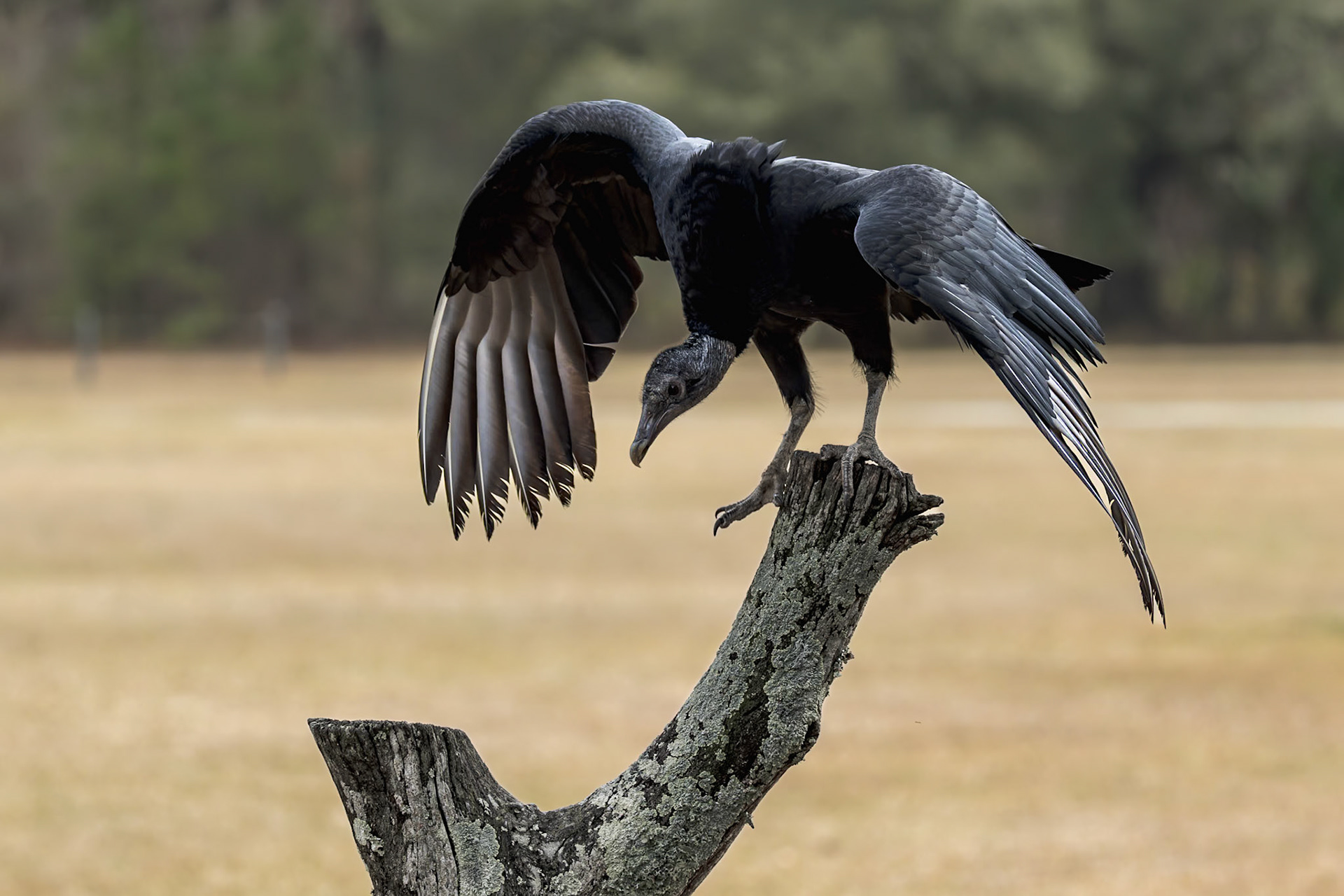 Black vulture 3, Center for Birds of Prey, Awendaw, SC