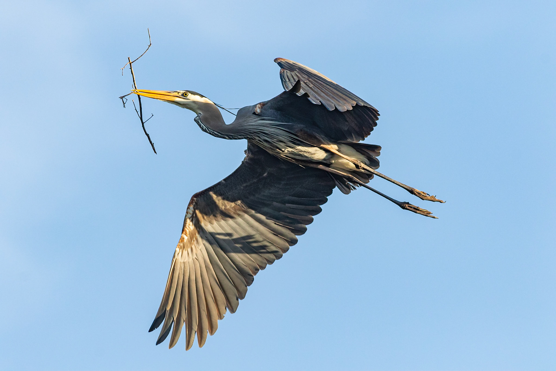 Rookery 10, Sea Trail