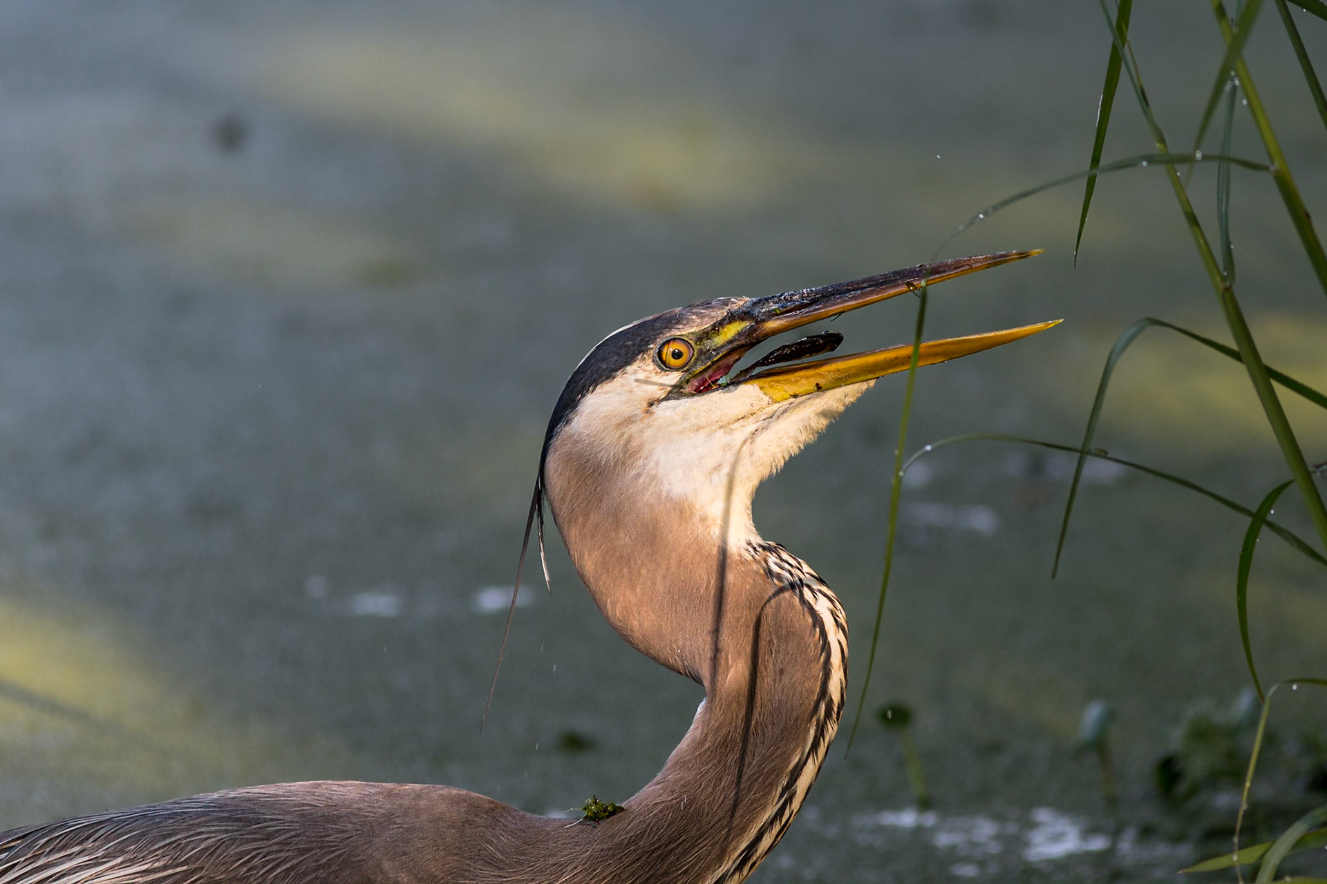 Great blue heron 90, Magnolia Plantation and Gardens, SCAIR 35