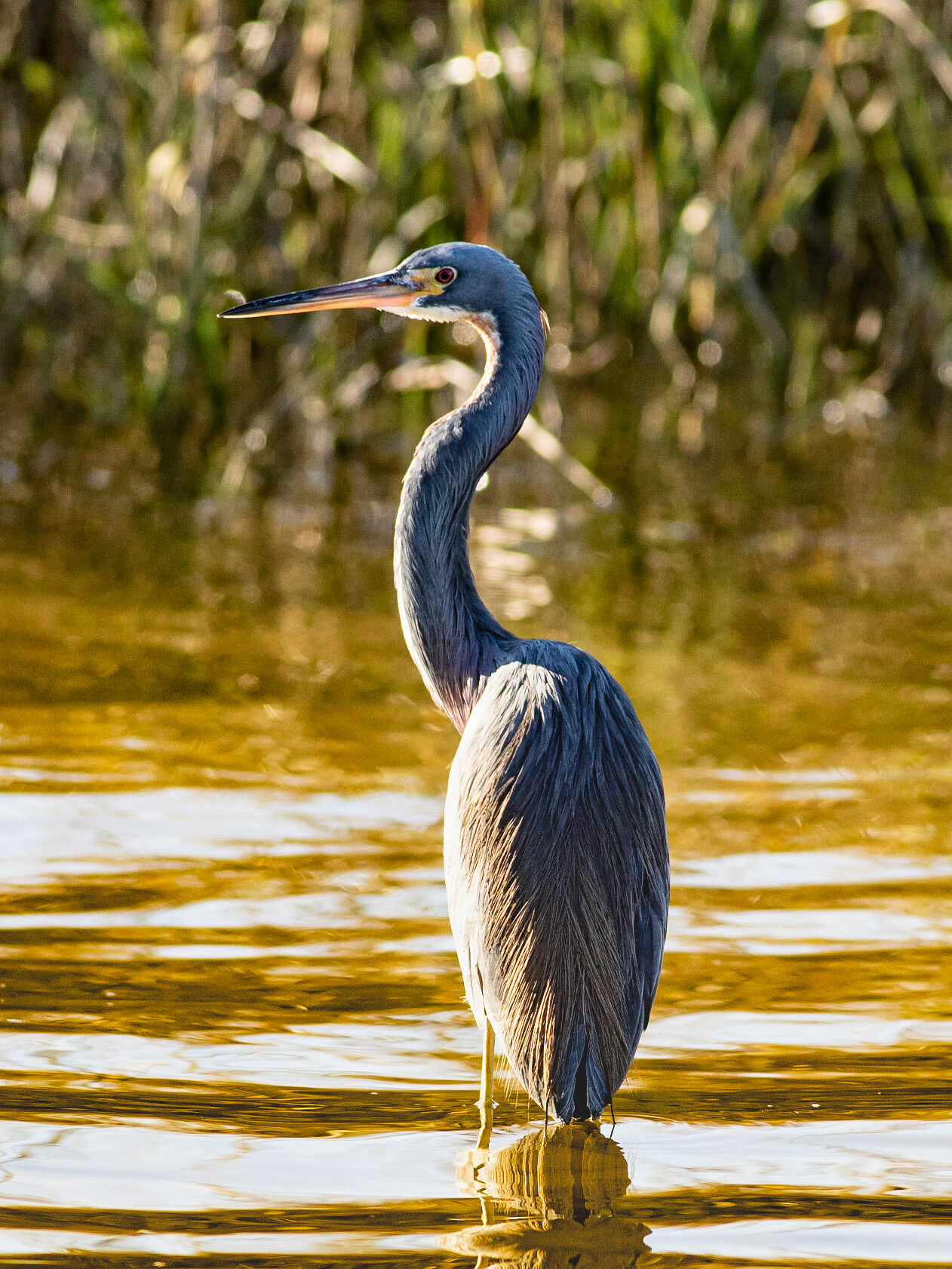 Tricolor Heron 8, OIB Ferry Landing Park