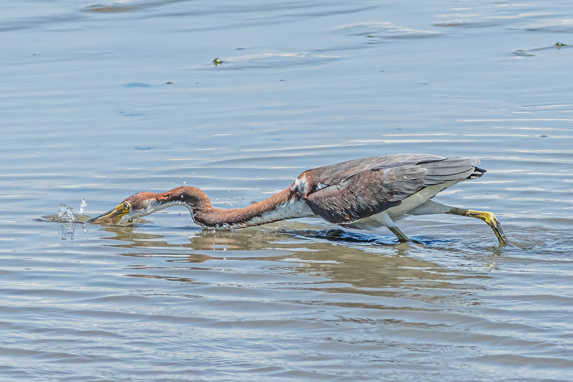 Tricolor 23, OIB gazebo behind chapel