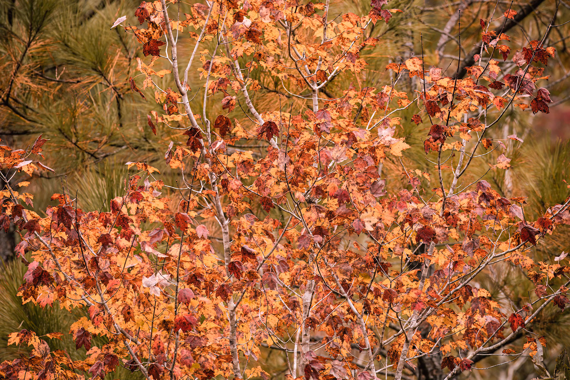 Fall leaves 1, Near Green Swamp Preserve