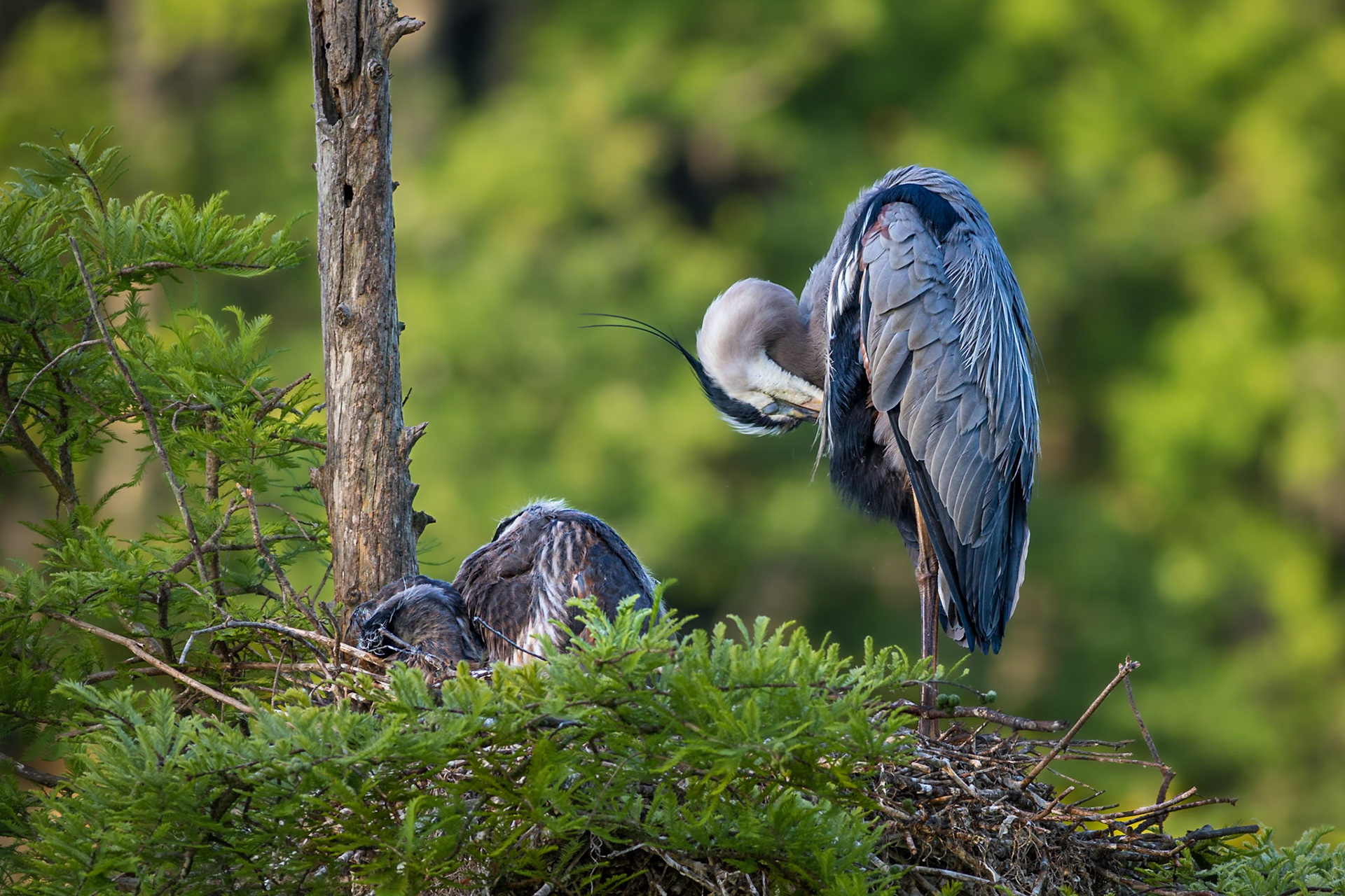 Great blue heron 77, Magnolia Plantation and Gardens