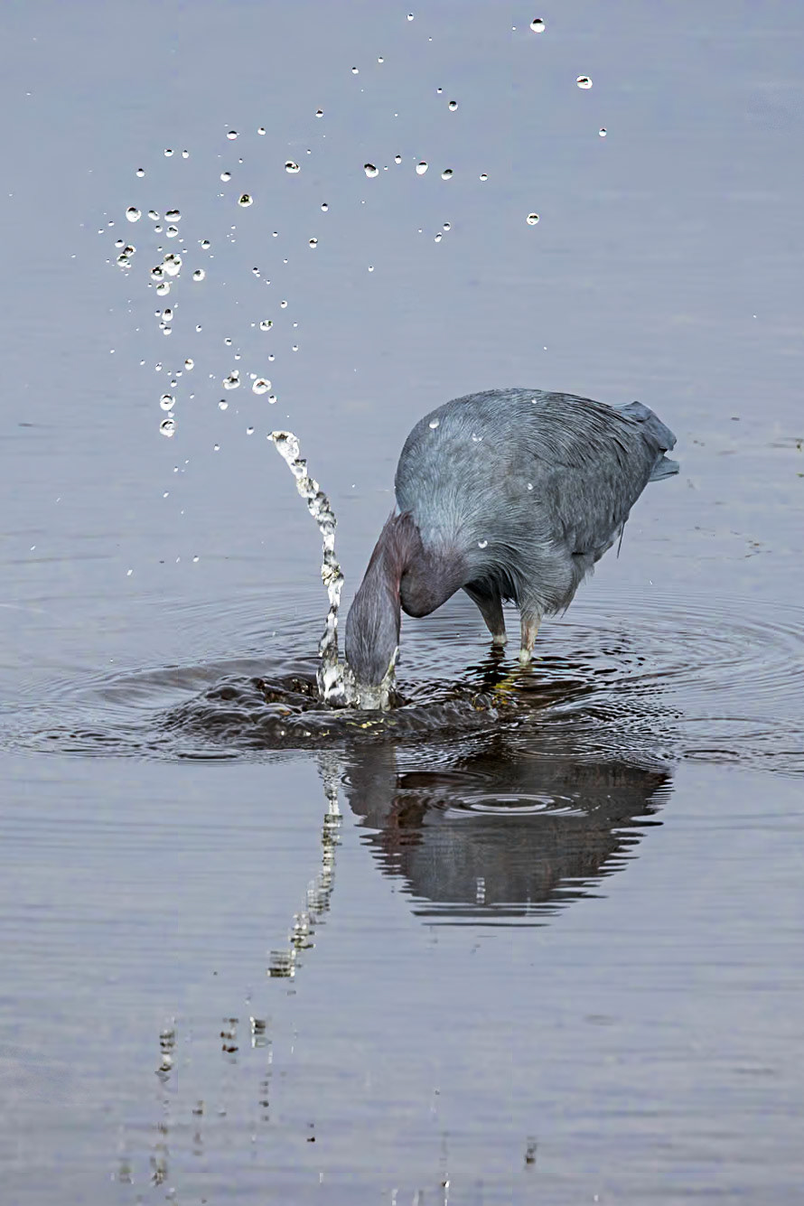 Little Blue Heron 21, Huntington Beach State Park, SC