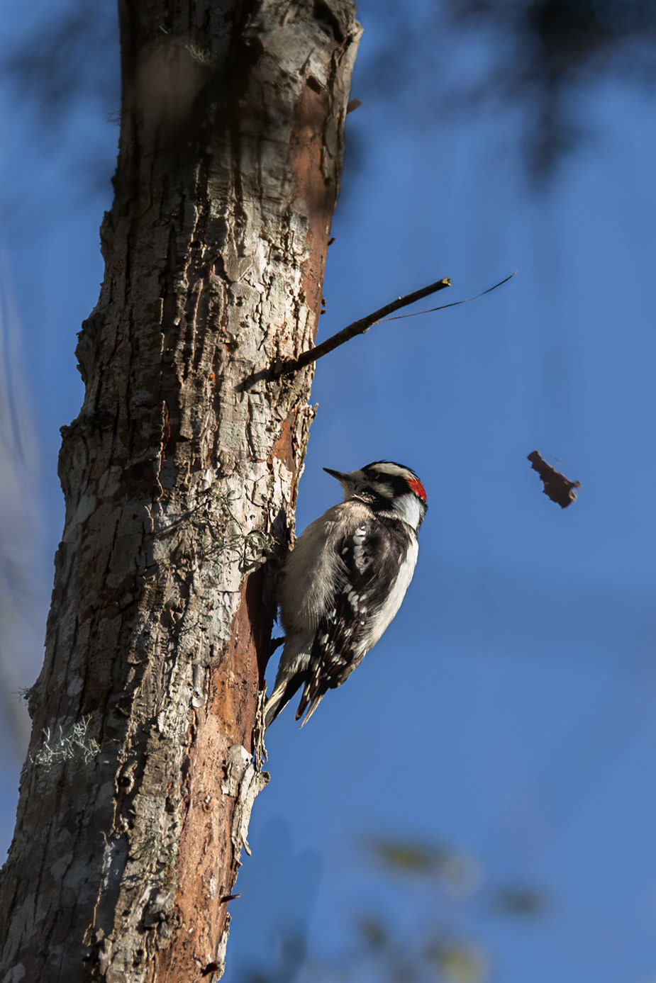 Downy woodpecker 8, Huntington Beach State Park, SC
