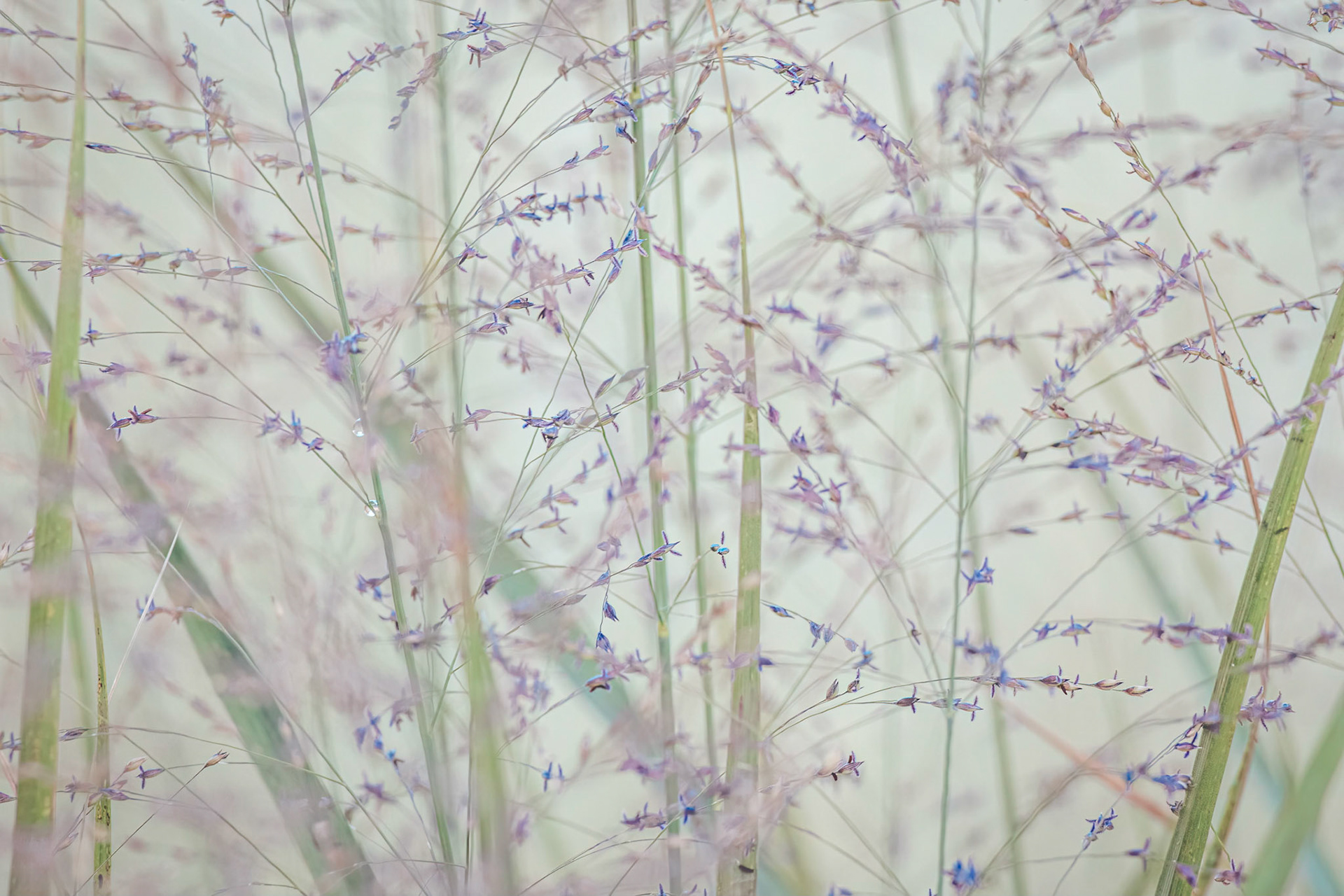 Muhly grass 4, Brunswick County Botanical Gardens