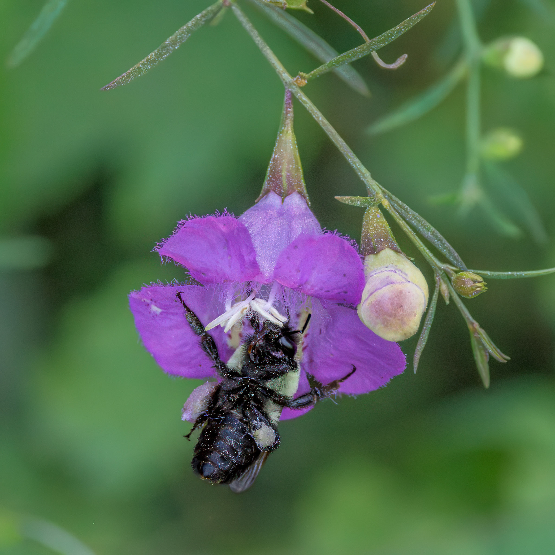 Bee 30 on purple false foxglove, Green Swamp area
