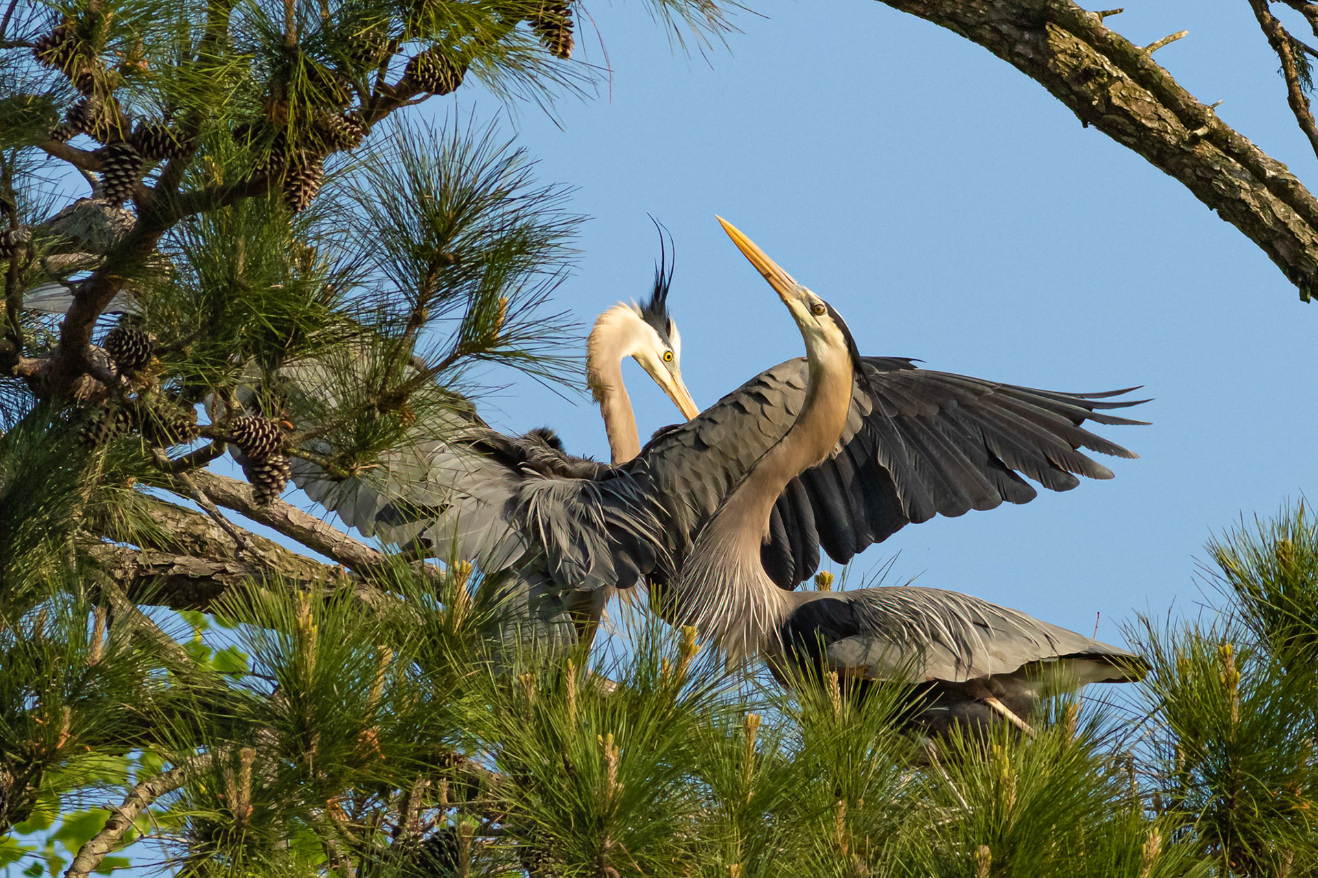 Rookery 1, Sea Trail