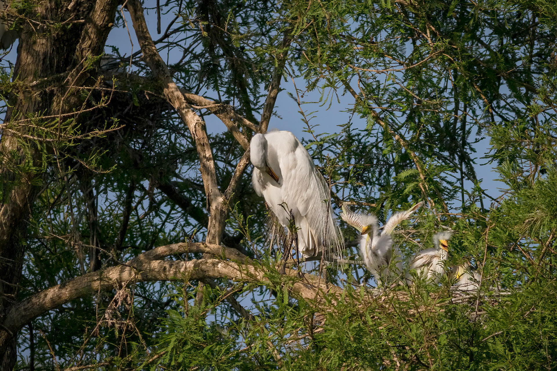 Great egret 58, Magnolia Plantation and Gardens, Audubon Swamp Garden, SCAIR 44