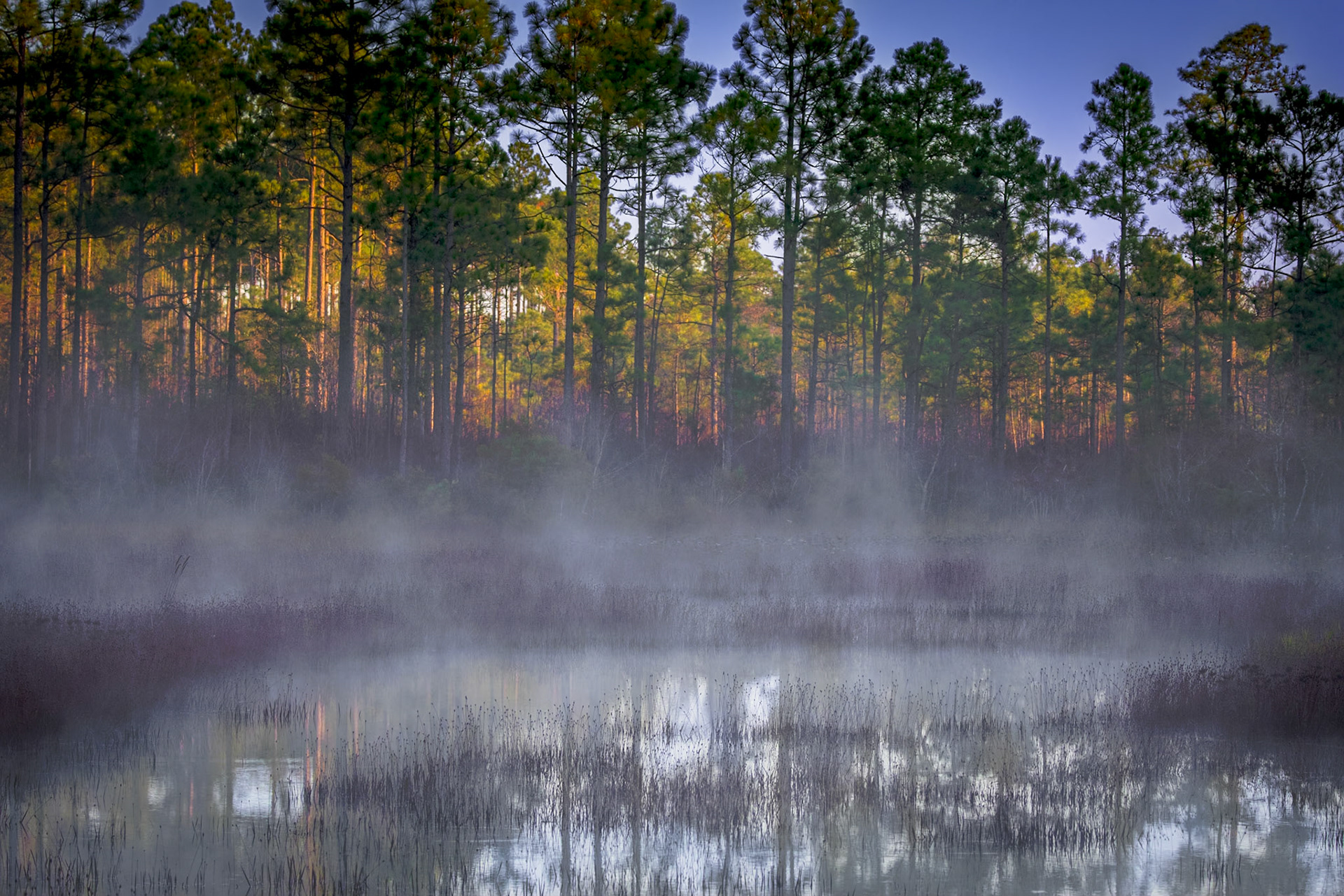 Borrow Pit 2, Green Swamp