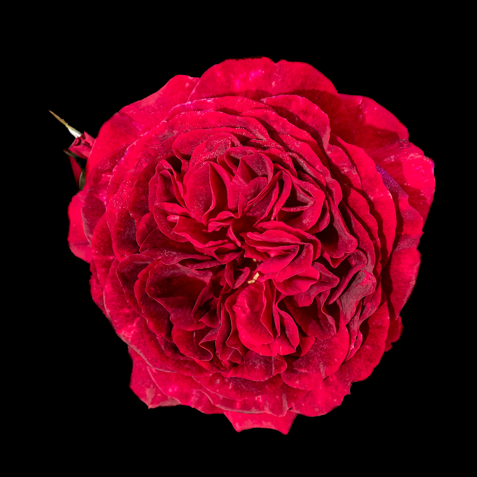 Rose 17, Brunswick County Botanical Gardens