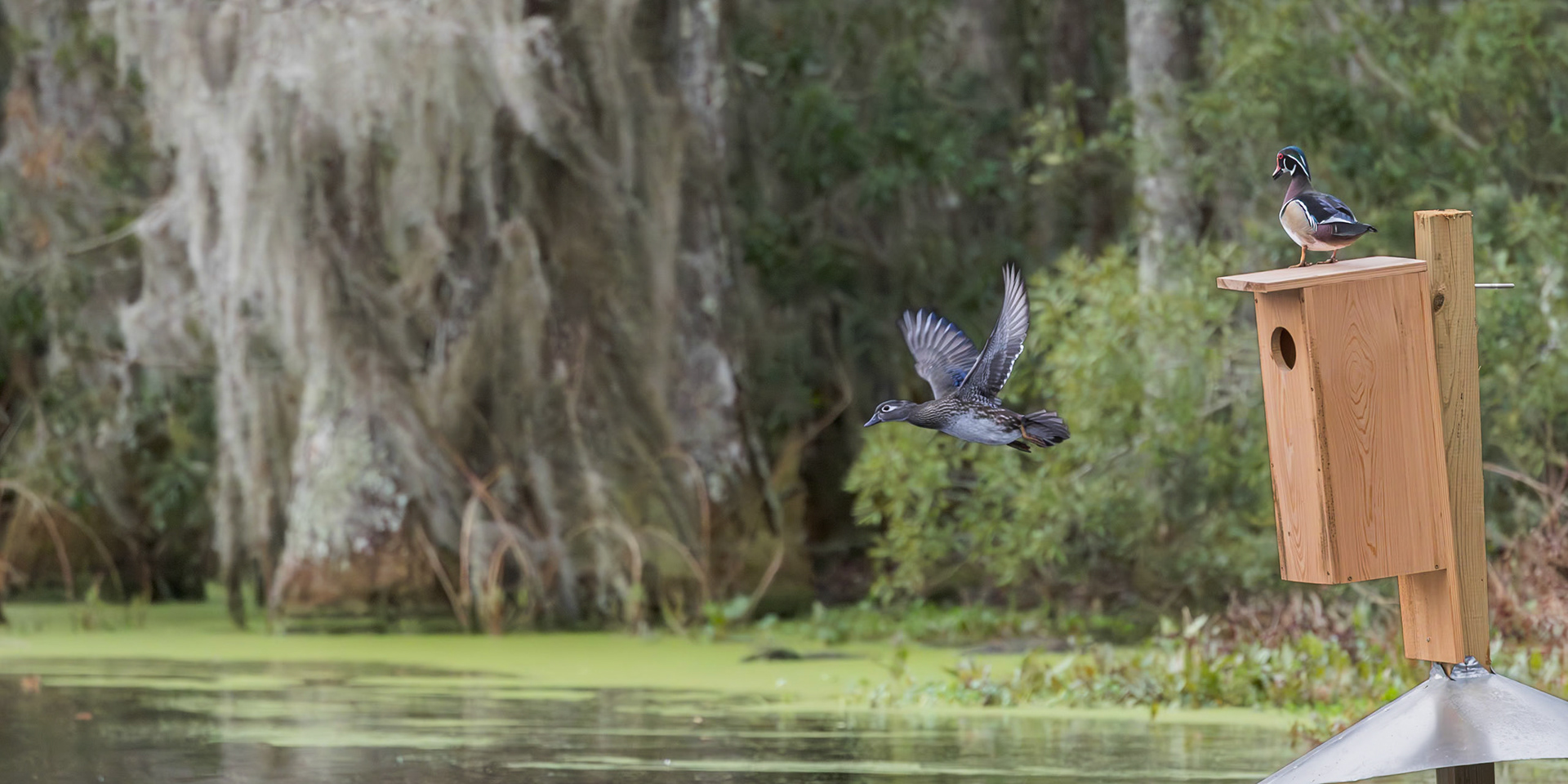 Wood duck 6, Magnolia Plantation Audubon Swamp Garden