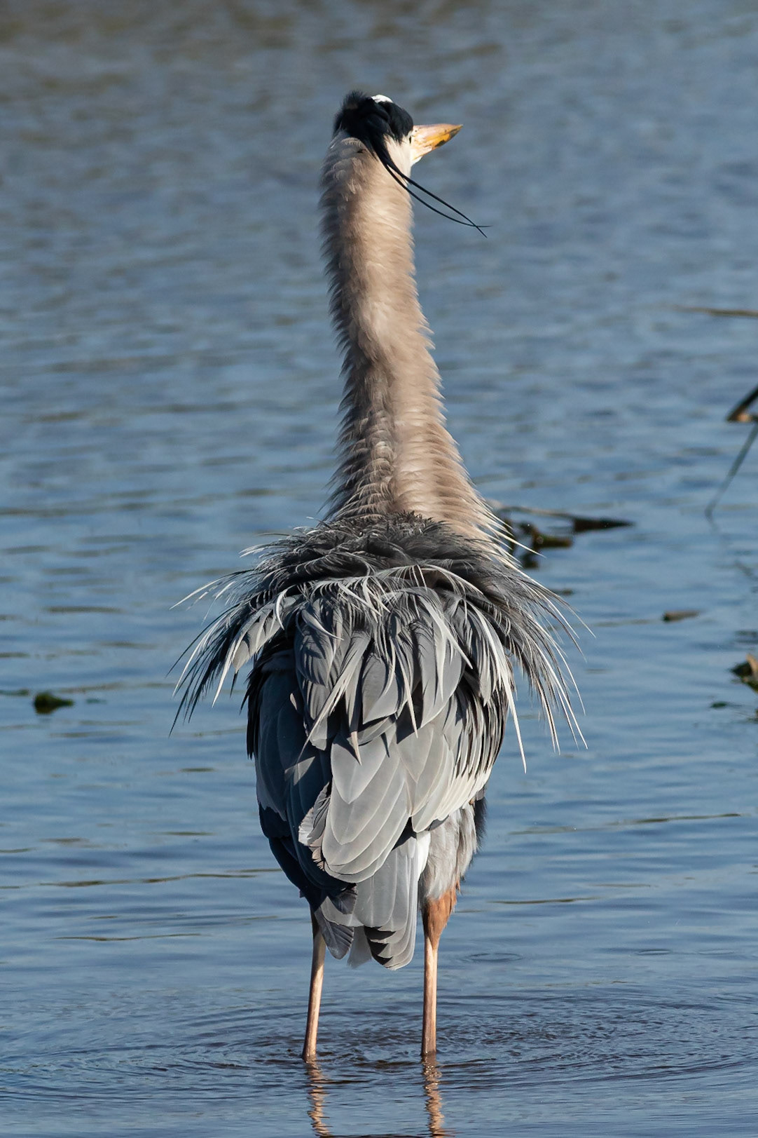 Great Blue Heron 32, Huntington Beach sc
