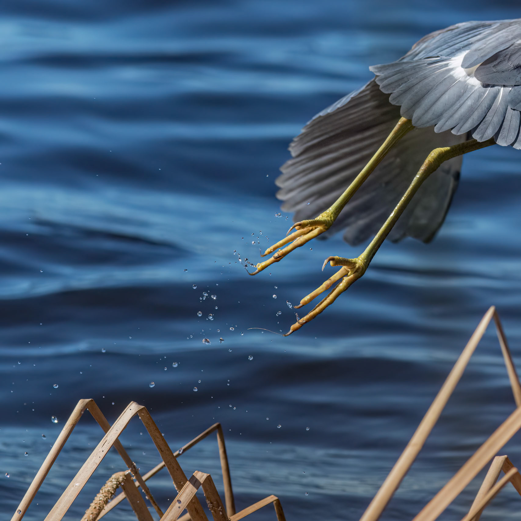 Tricolor heron 30, Magnolia Plantation and Gardens, Charleston, SC