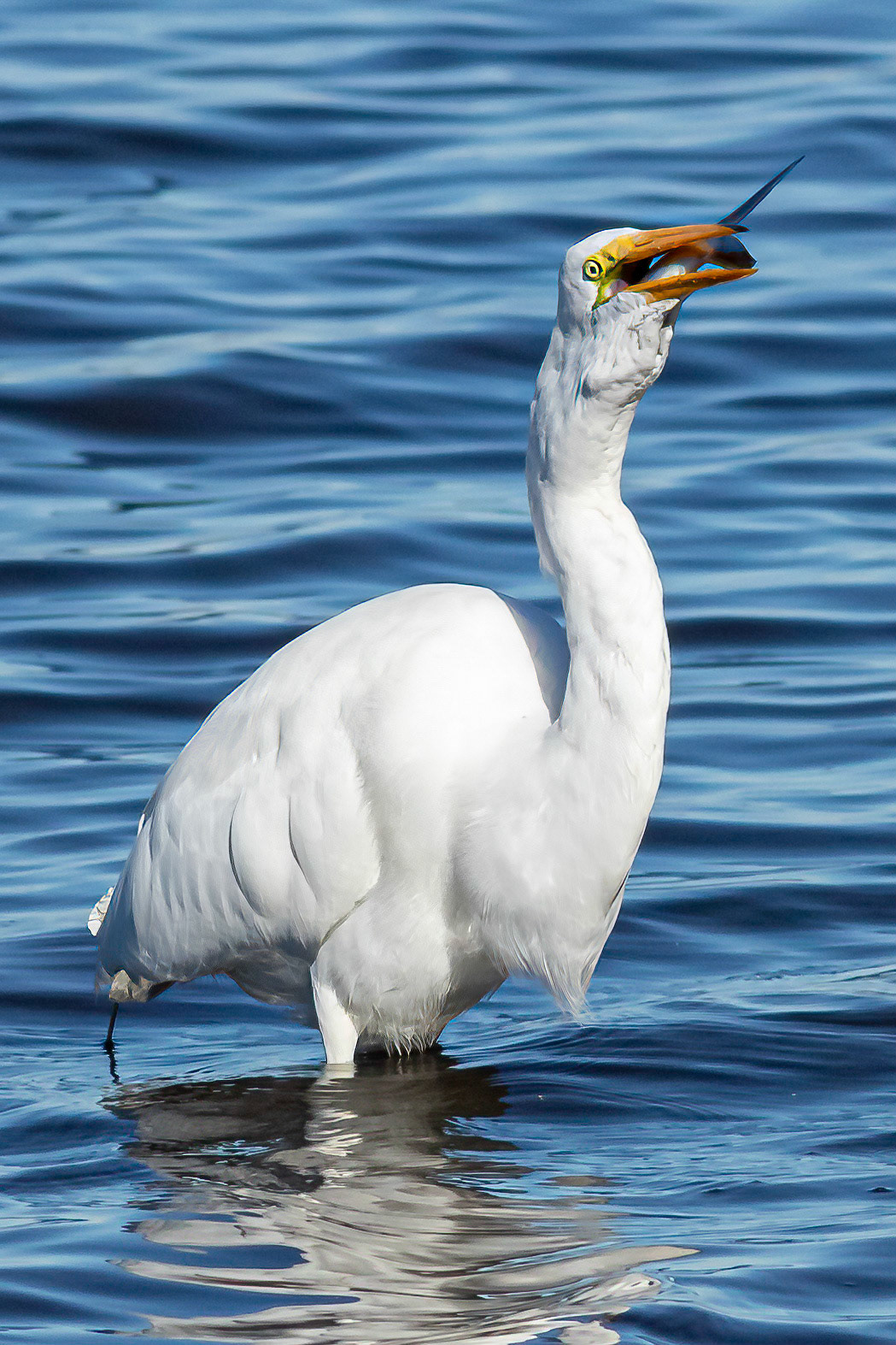 Great egret 27, Huntington Beach SC