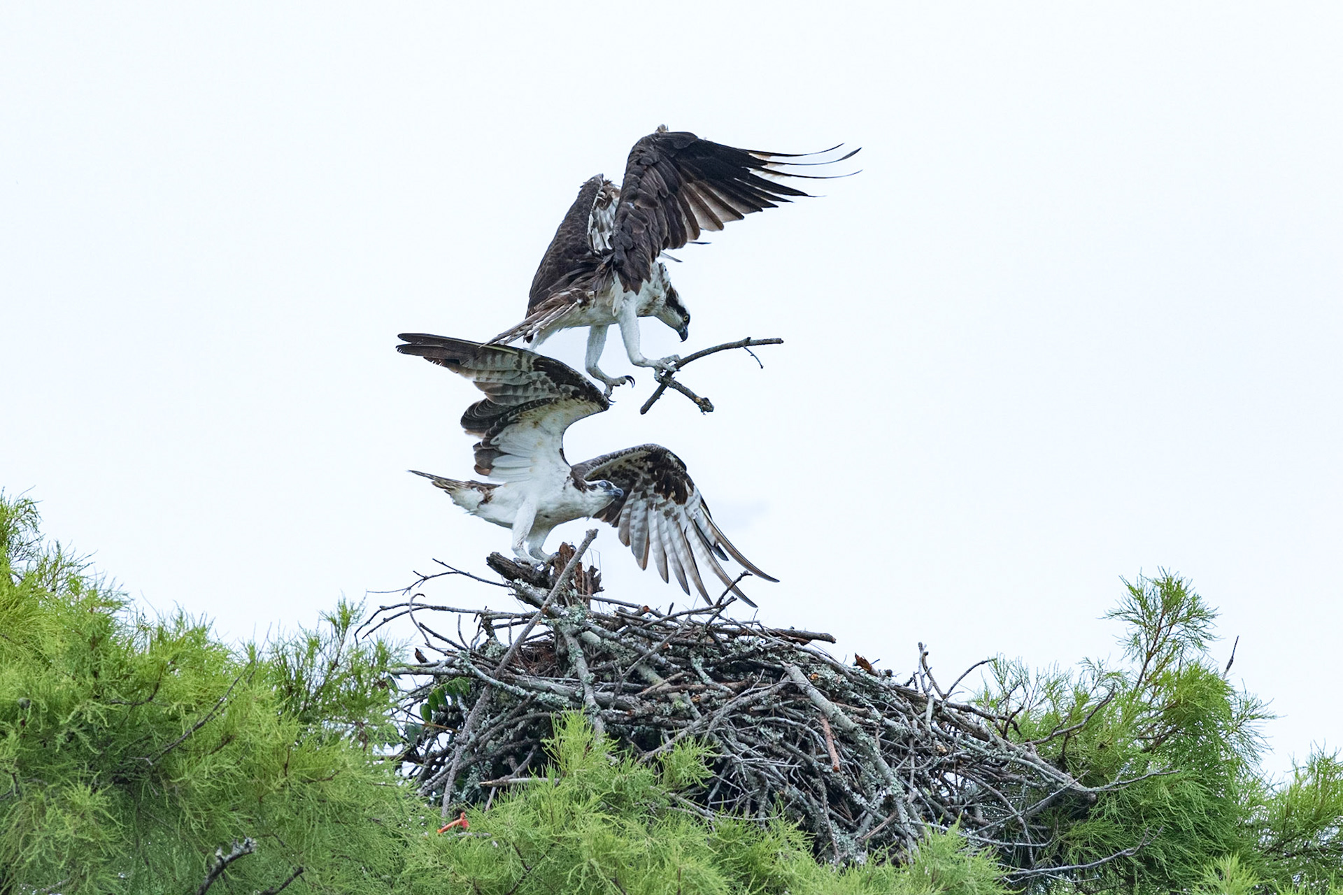 Osprey 80, Sea Trail