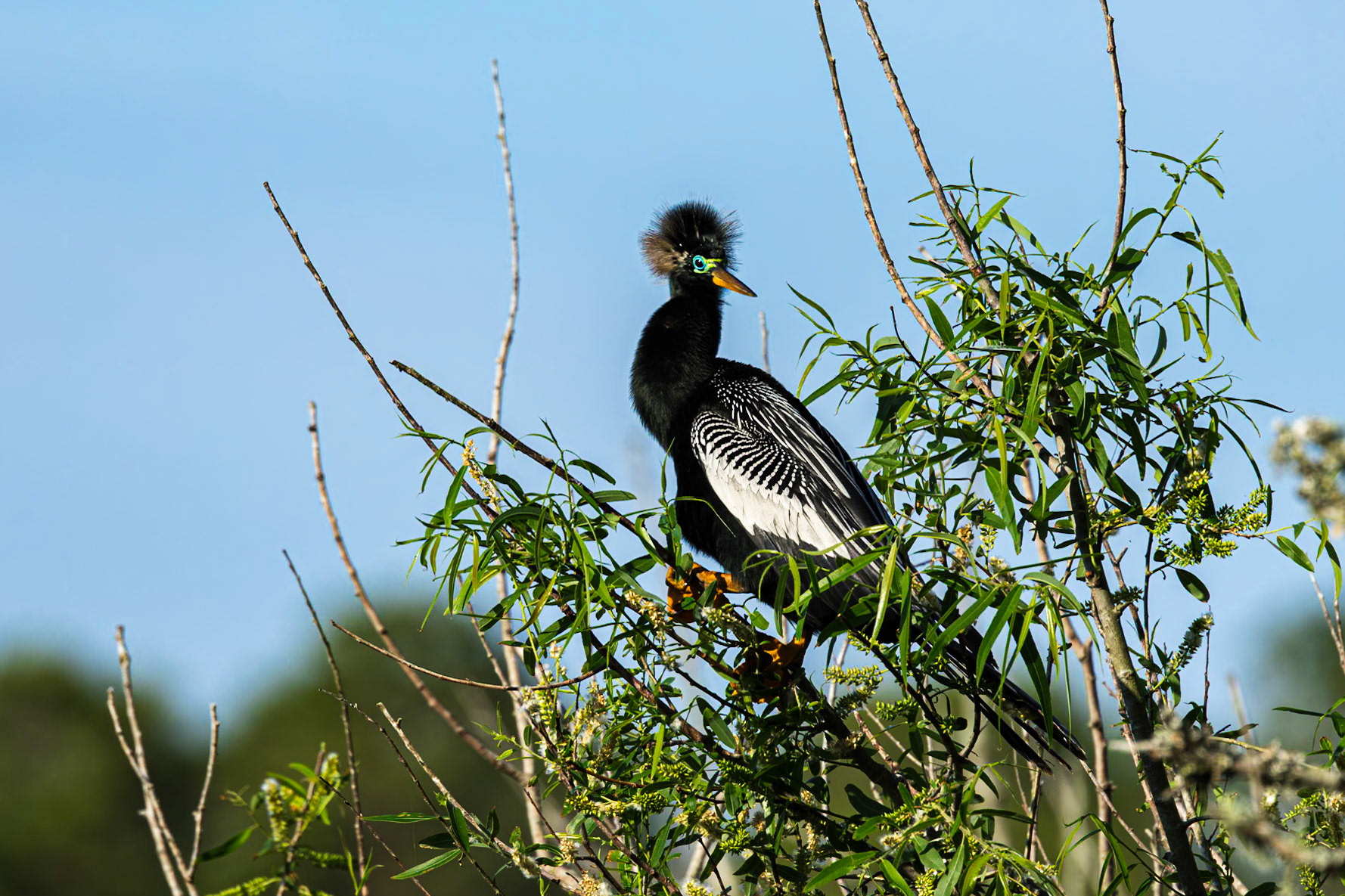Anhinga 30, Huntington Beach State Park