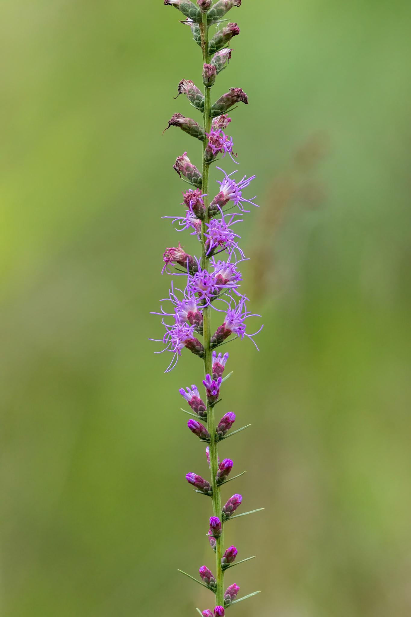 Dense blazing star 1, Green swamp area
