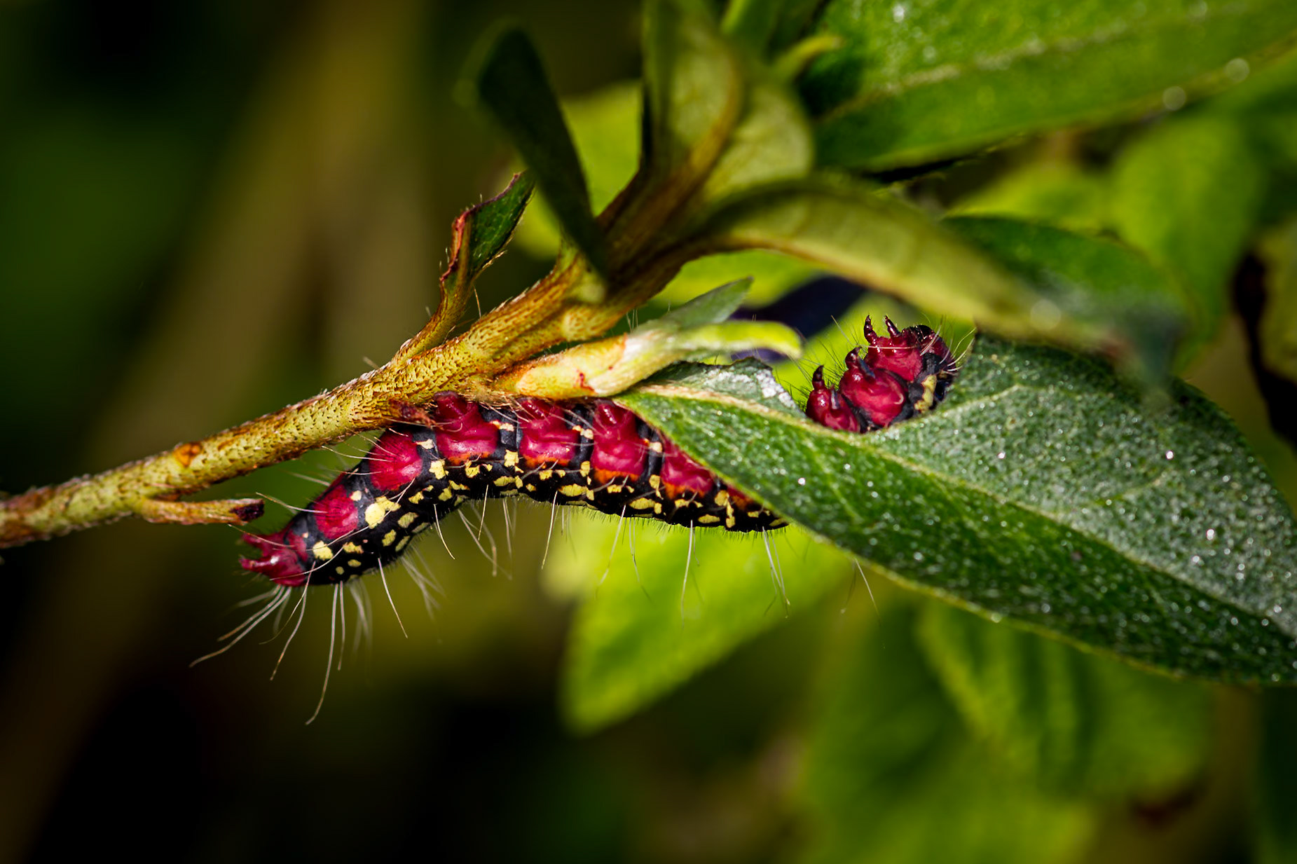 Azalea caterpillar 5, Private home in Calabash, NC
