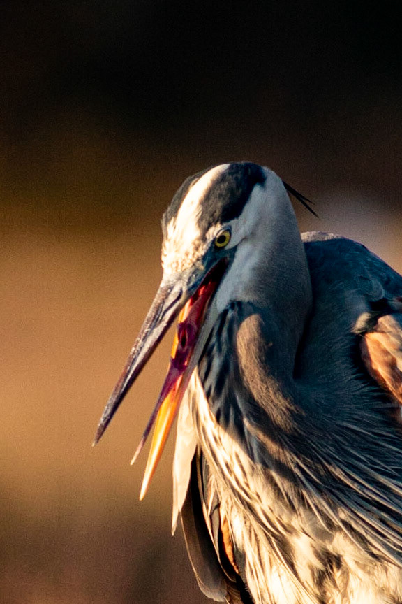 Great Blue Heron 14, OIB Ferry Landing Park