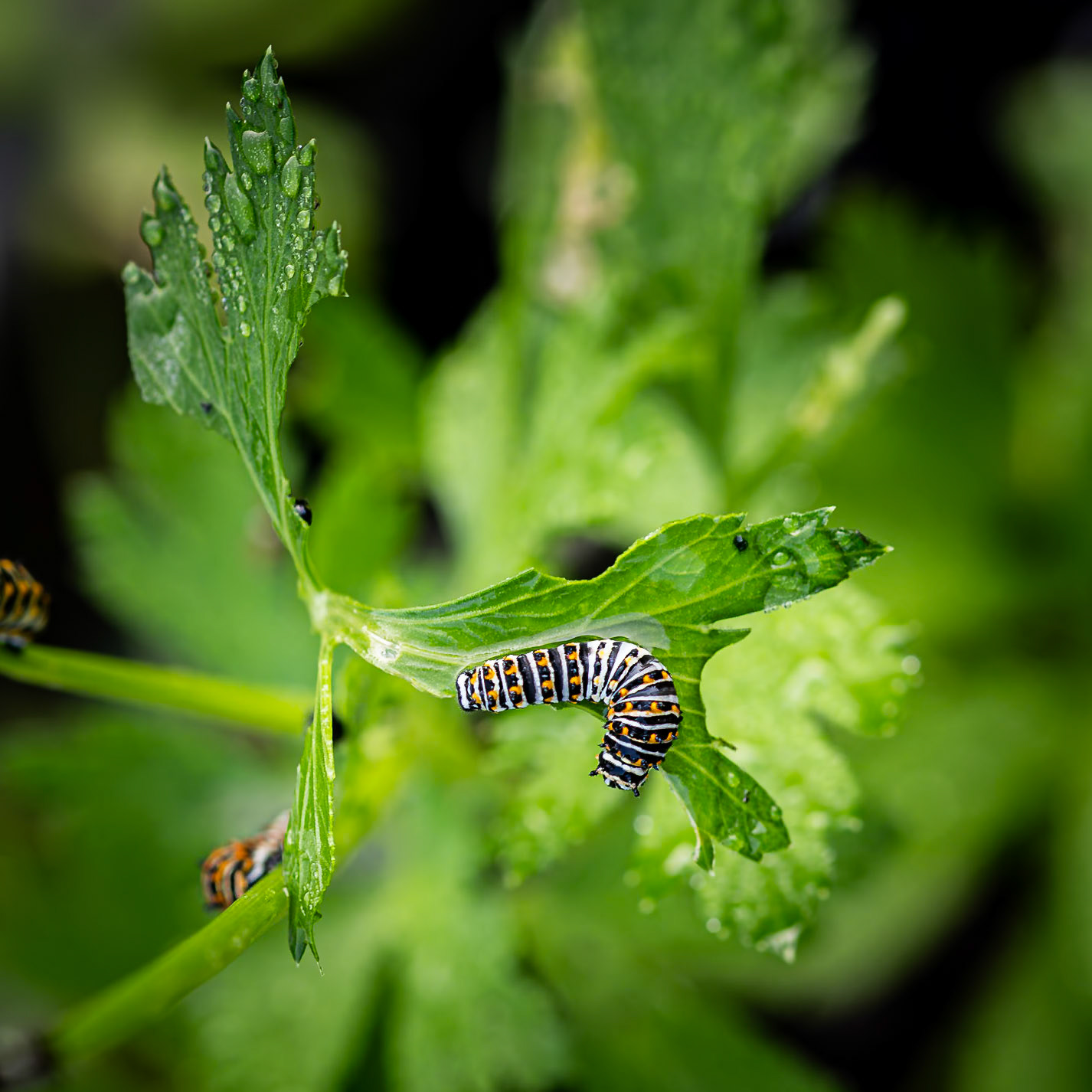 Black swallowtail caterpillar 2, Private home in Calabash, NC