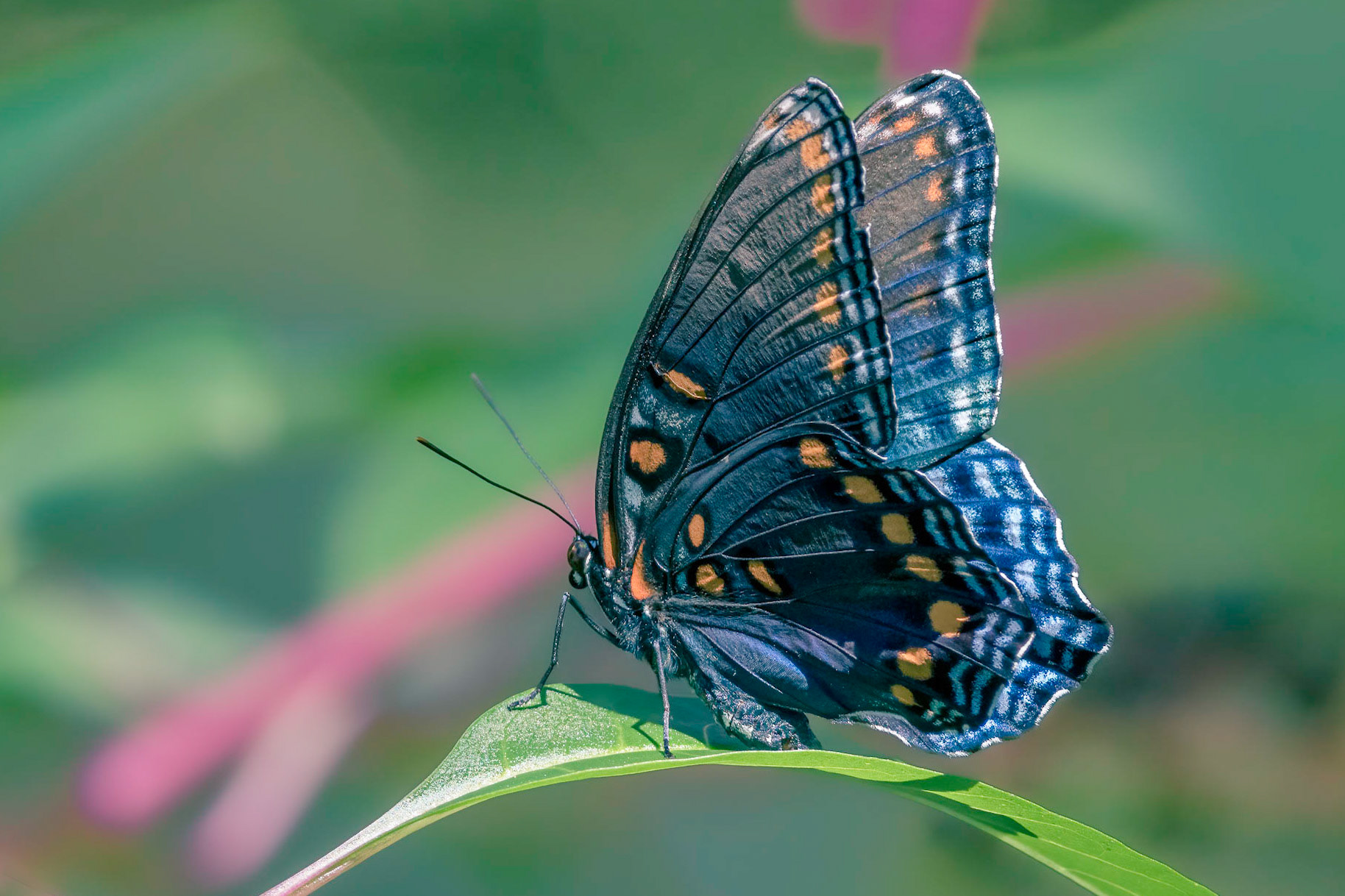 Red spotted purple 2, Airlie Gardens