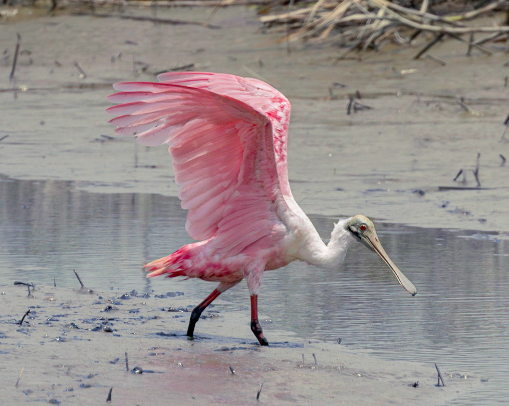 Roseate spoonbill 6, Huntington Beach State Park, SC