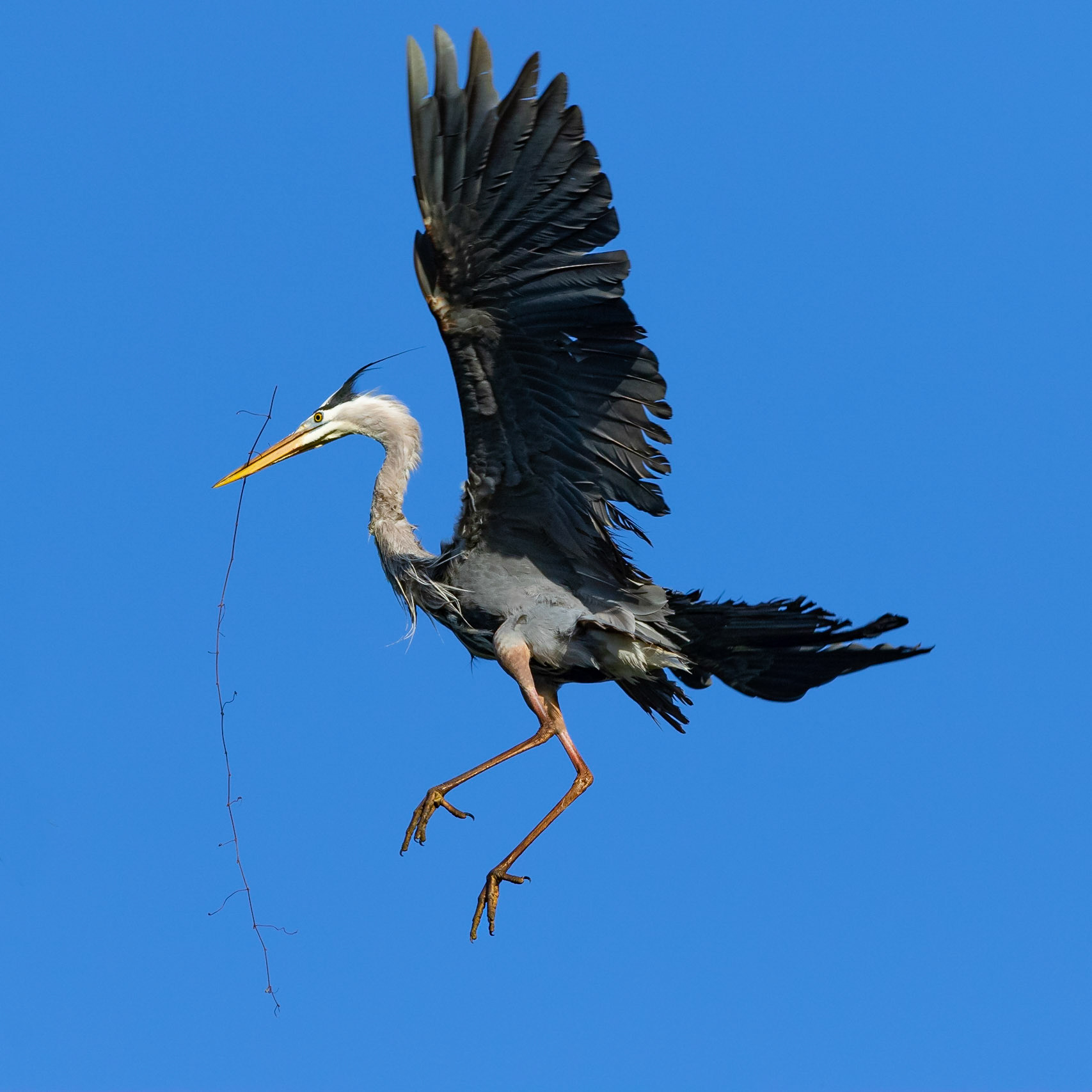 Rookery 22, Sea Trail