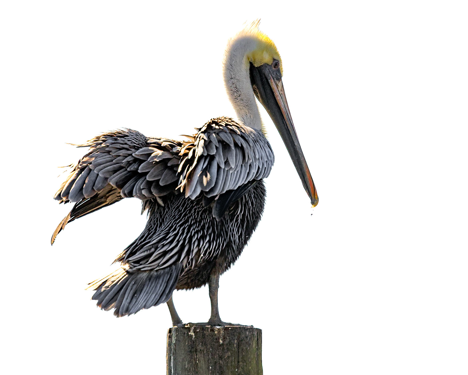 Brown pelican 74, Calabash docks